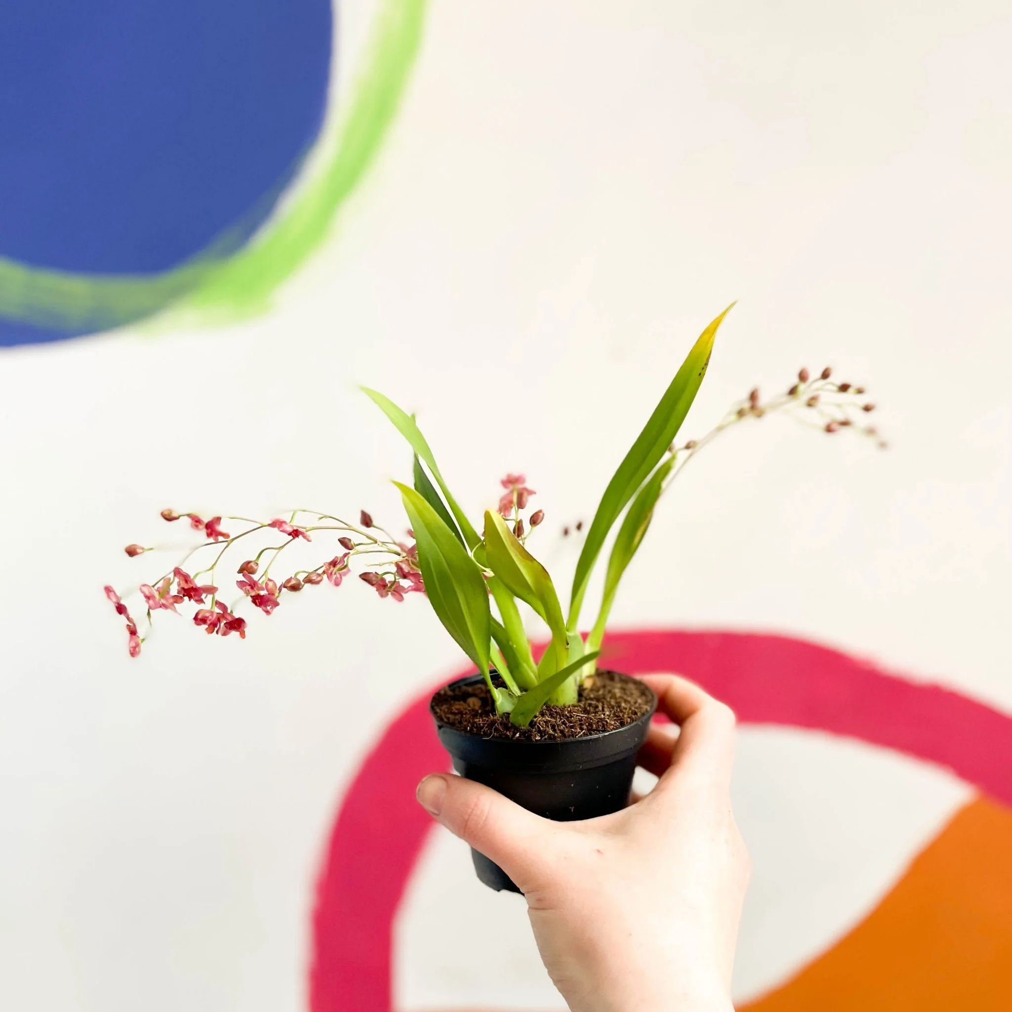 Tiny Butterfly Orchid - Oncidium flexuosum 'Twinkle Red Fantasy’ - Image 4
