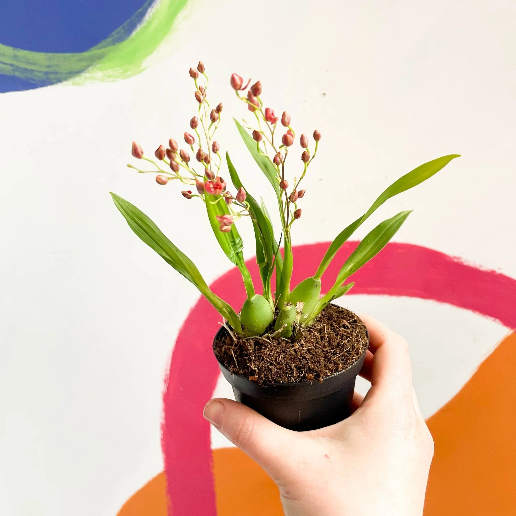 Tiny Butterfly Orchid - Oncidium flexuosum 'Twinkle Red Fantasy’ - Image 5