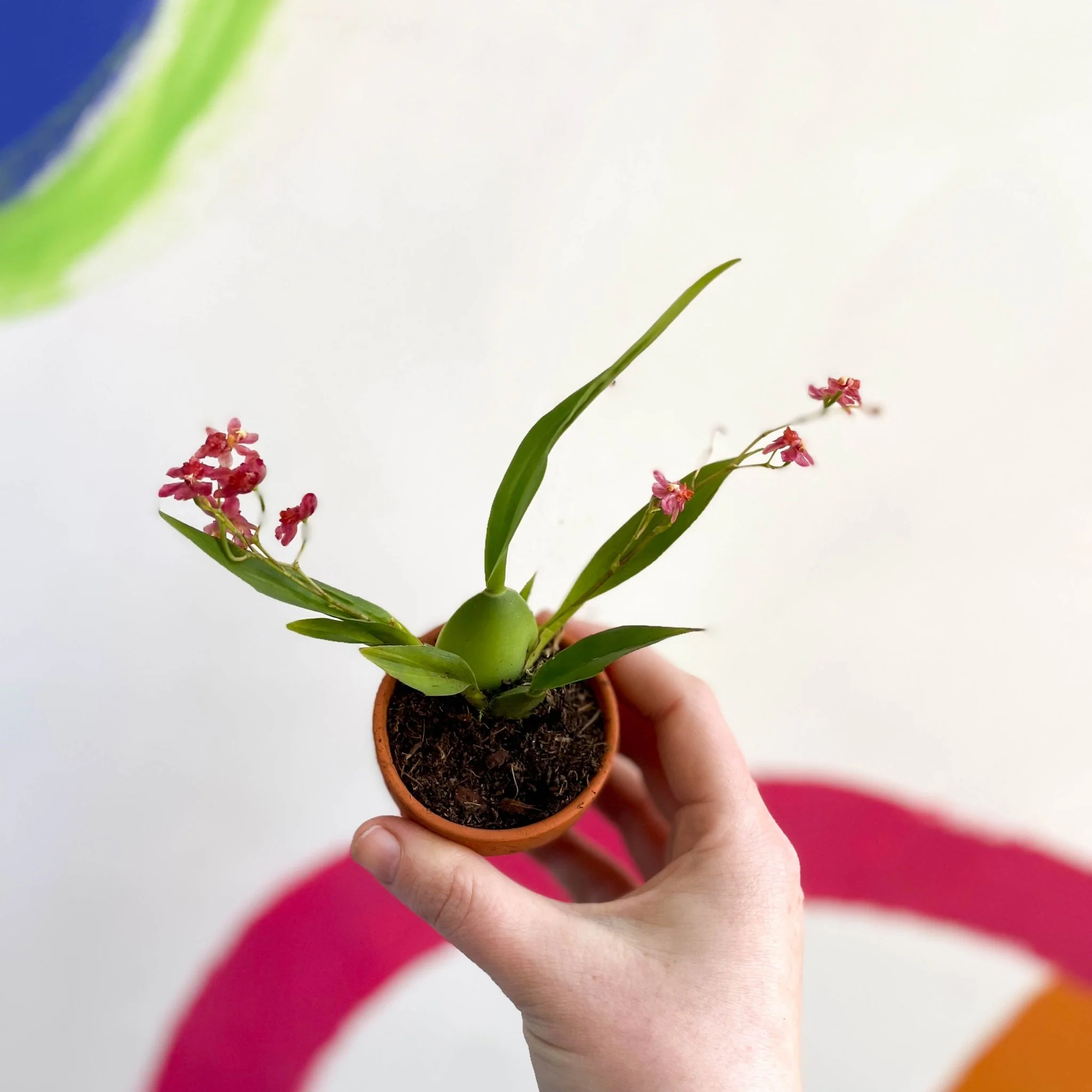 Tiny Butterfly Orchid - Oncidium flexuosum 'Twinkle Red Fantasy’ - Image 6