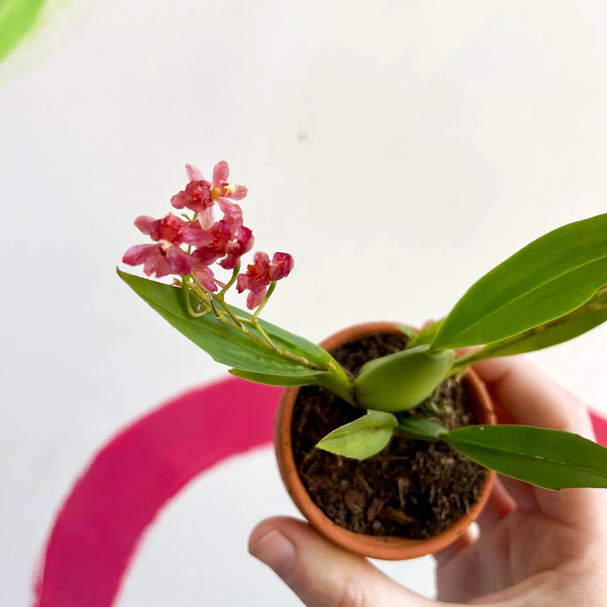 Tiny Butterfly Orchid - Oncidium flexuosum 'Twinkle Red Fantasy’ - Image 7