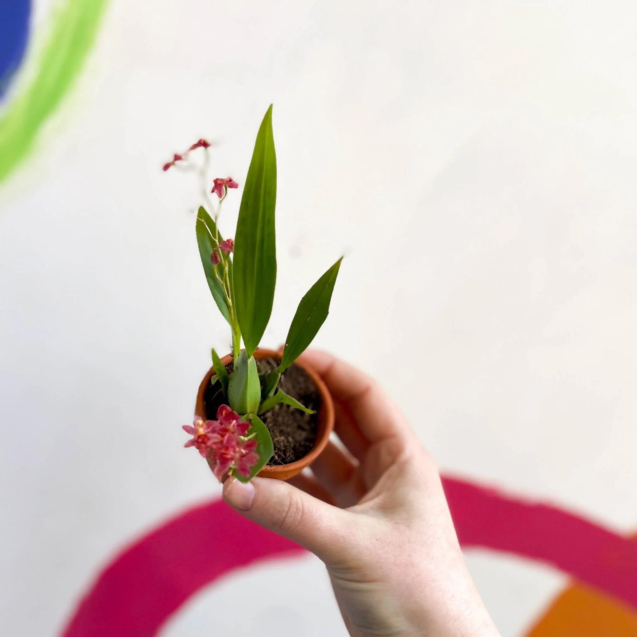 Tiny Butterfly Orchid - Oncidium flexuosum 'Twinkle Red Fantasy’ - Image 8