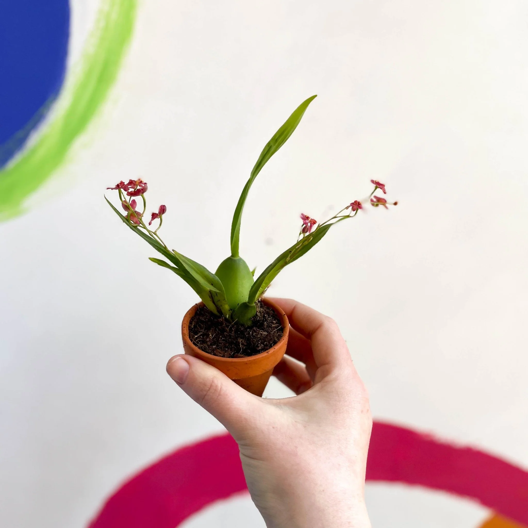 Tiny Butterfly Orchid - Oncidium flexuosum 'Twinkle Red Fantasy’ - Image 9