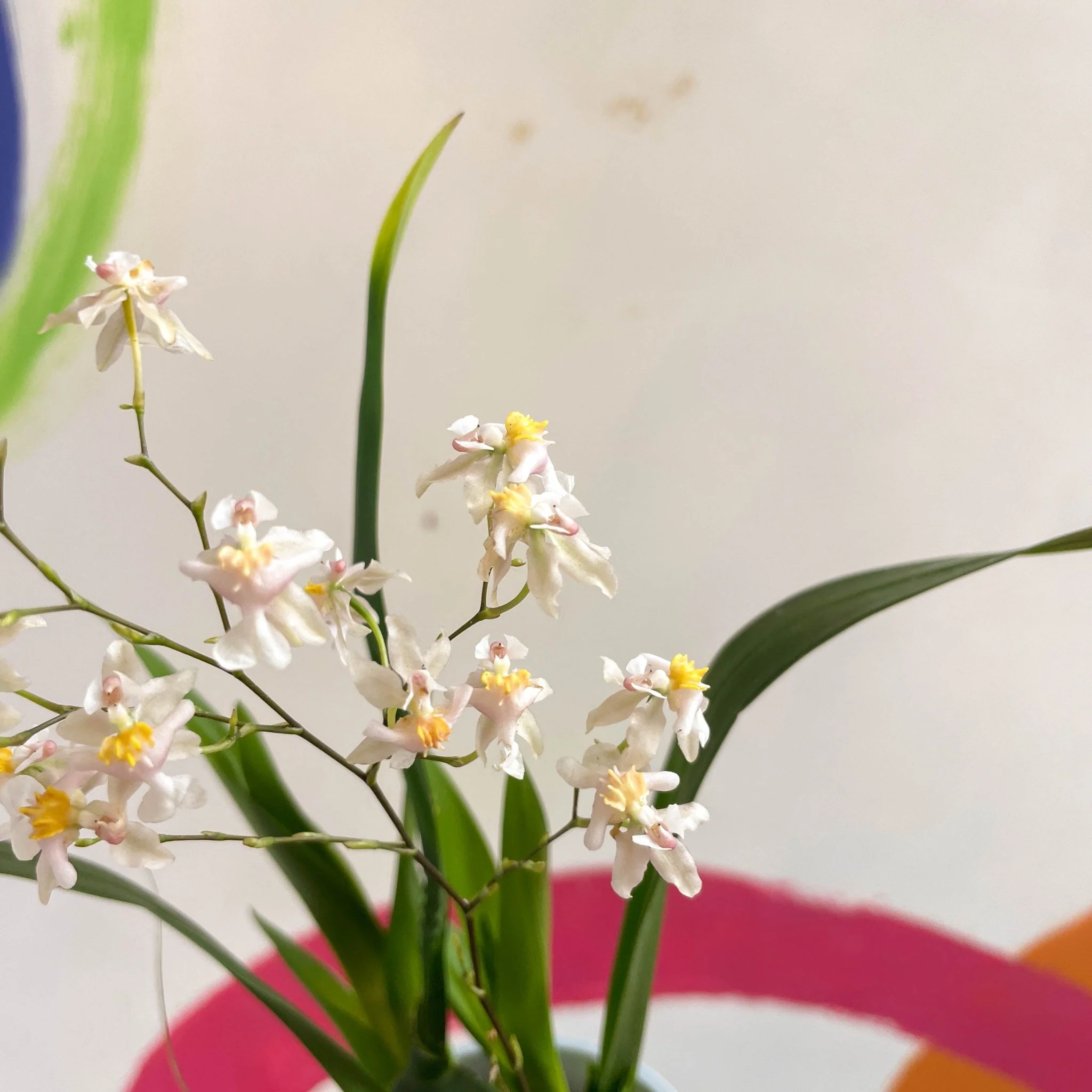 Oncidium flexuosum 'Twinkle White’ - Tiny Butterfly Orchid - Image 10