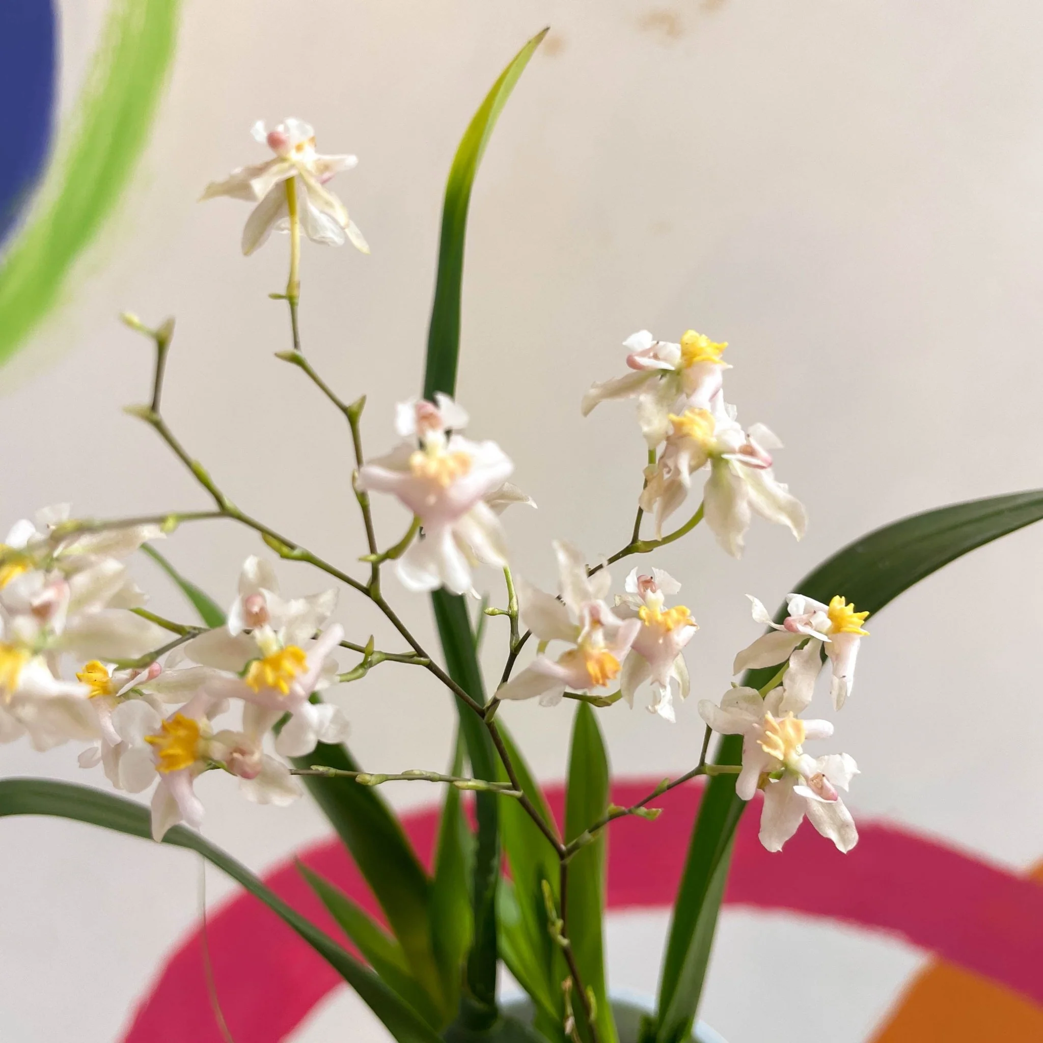 Oncidium flexuosum 'Twinkle White’ - Tiny Butterfly Orchid - Image 11