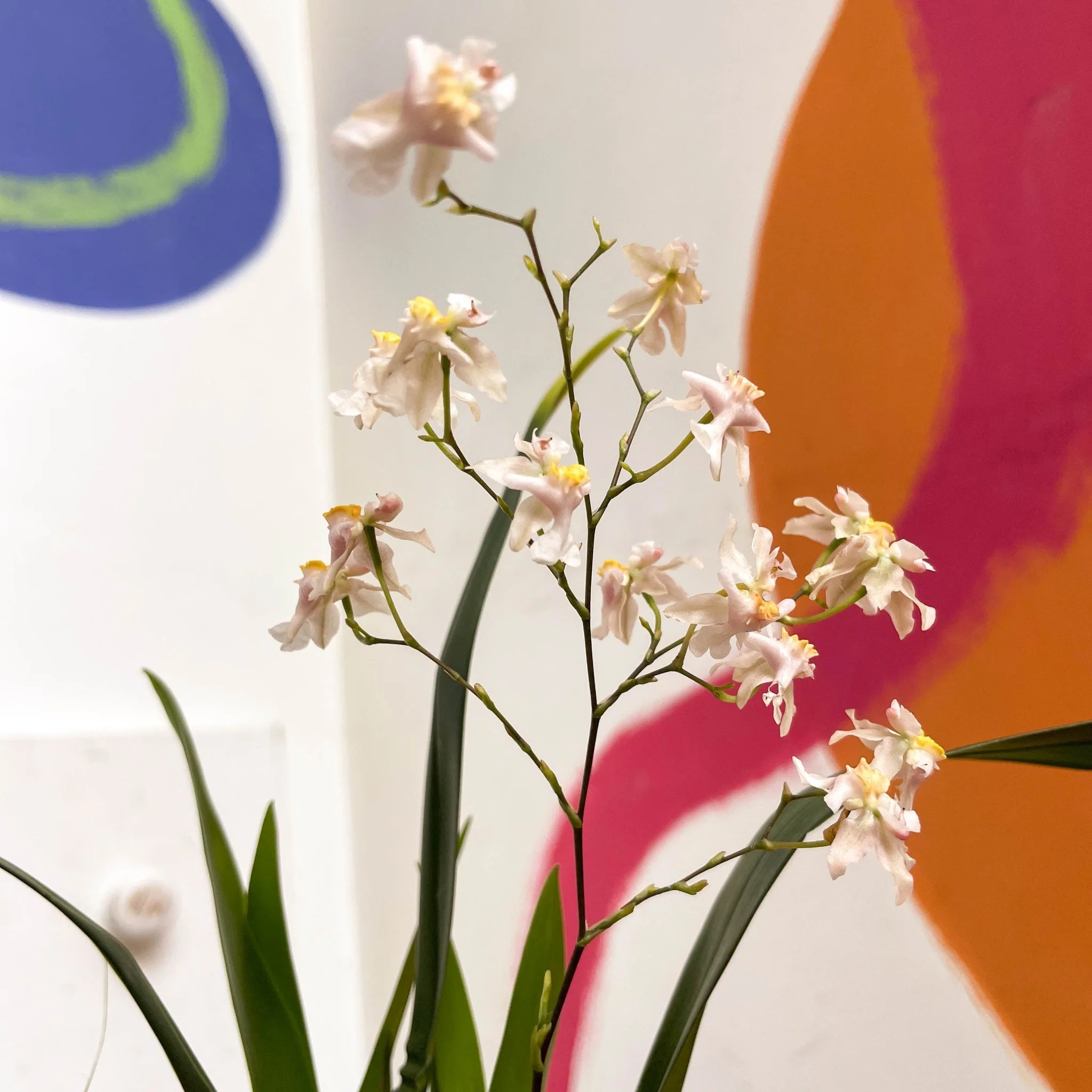 Oncidium flexuosum 'Twinkle White’ - Tiny Butterfly Orchid - Image 12