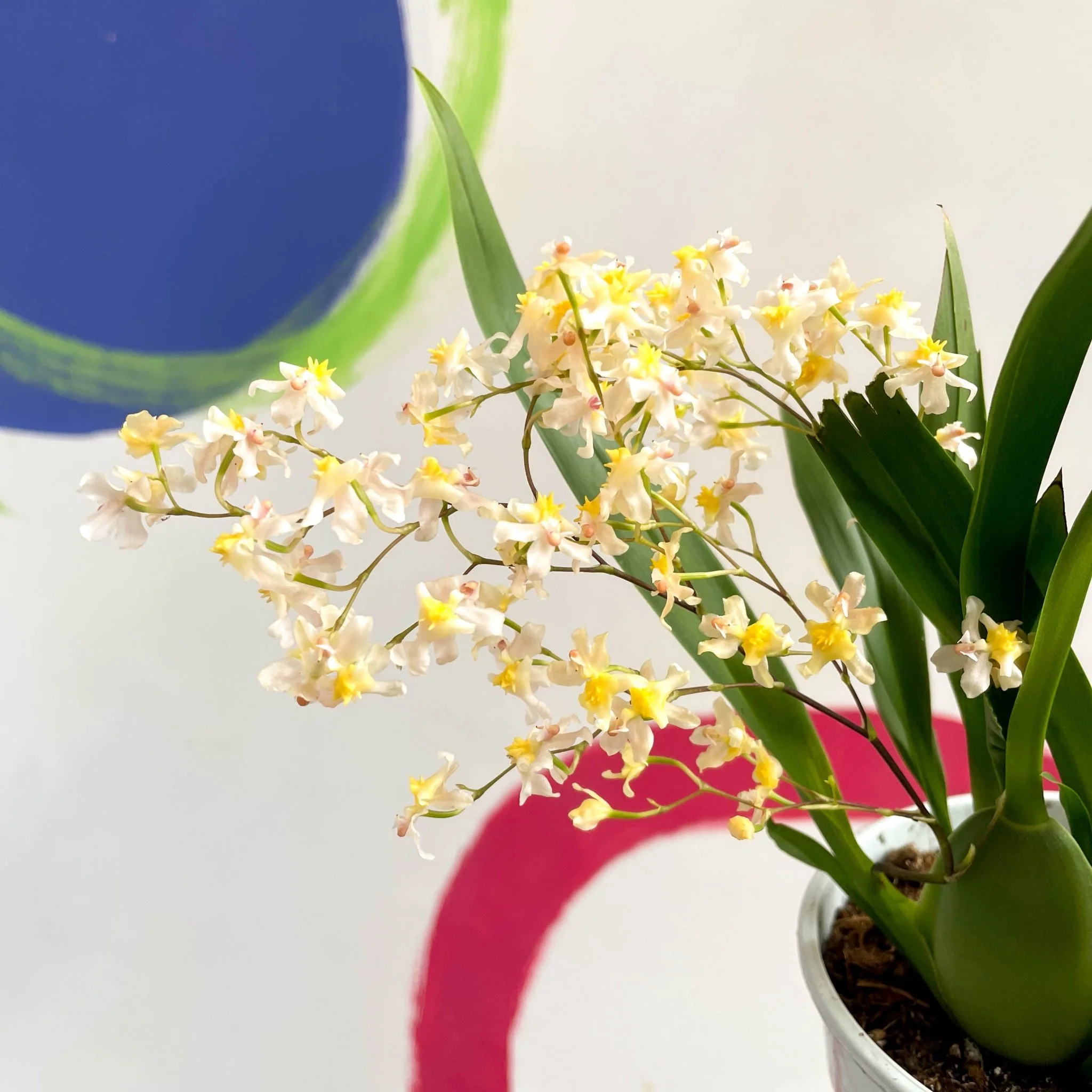 Oncidium flexuosum 'Twinkle White’ - Tiny Butterfly Orchid - Image 2