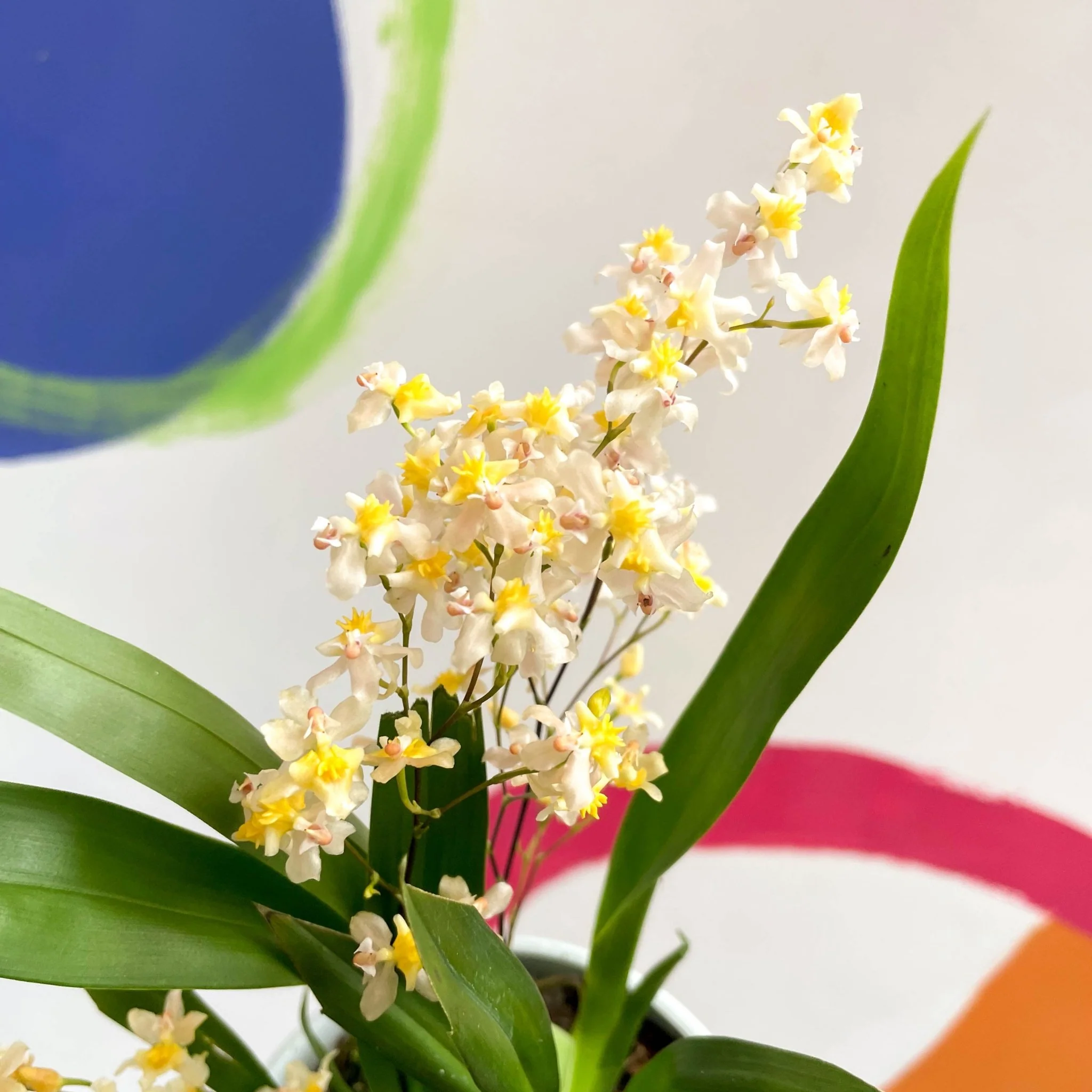 Oncidium flexuosum 'Twinkle White’ - Tiny Butterfly Orchid - Image 3