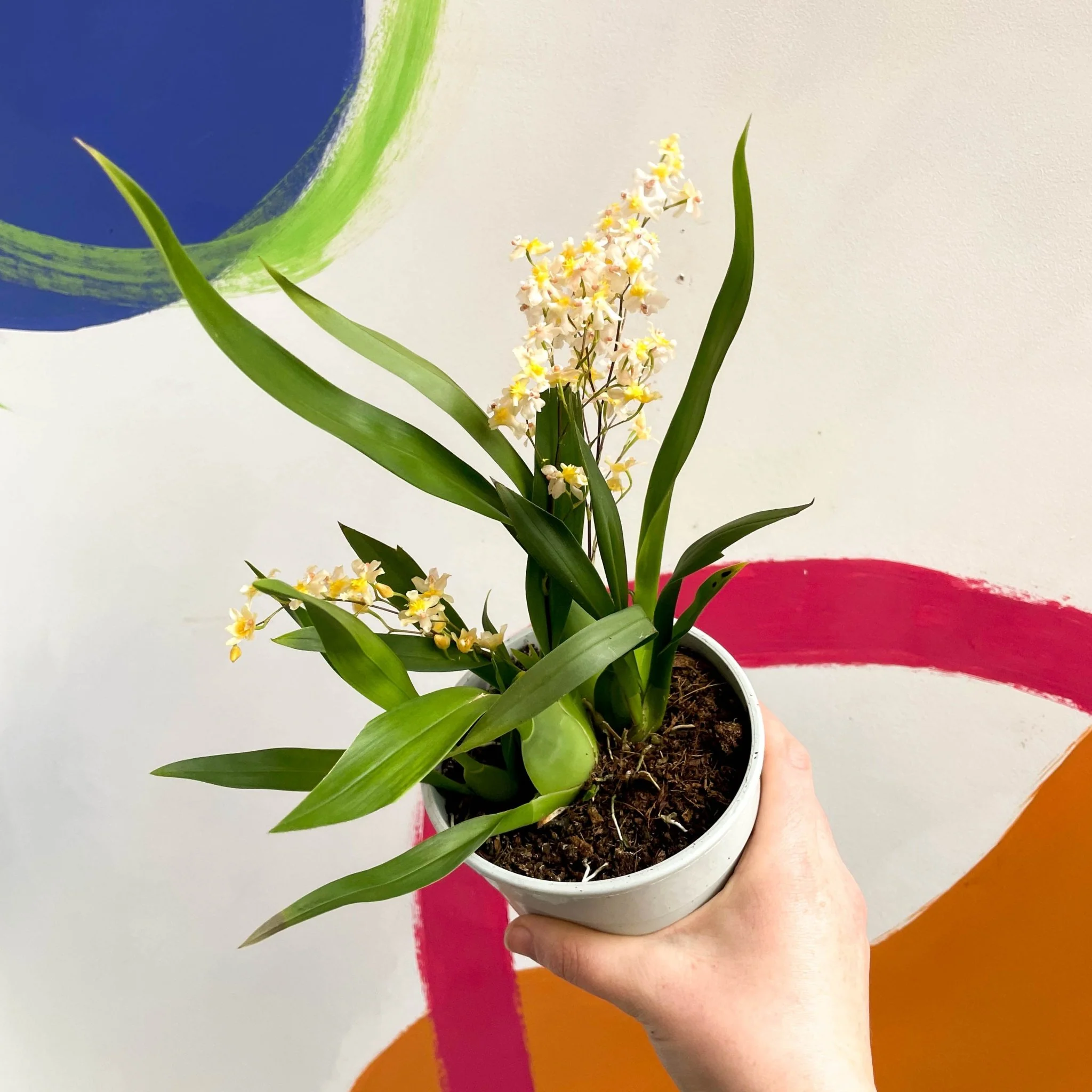 Oncidium flexuosum 'Twinkle White’ - Tiny Butterfly Orchid - Image 4