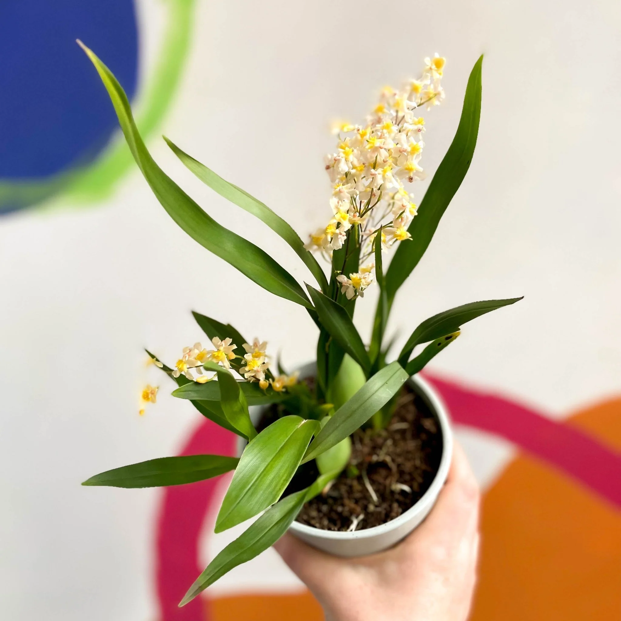 Oncidium flexuosum 'Twinkle White’ - Tiny Butterfly Orchid - Image 5