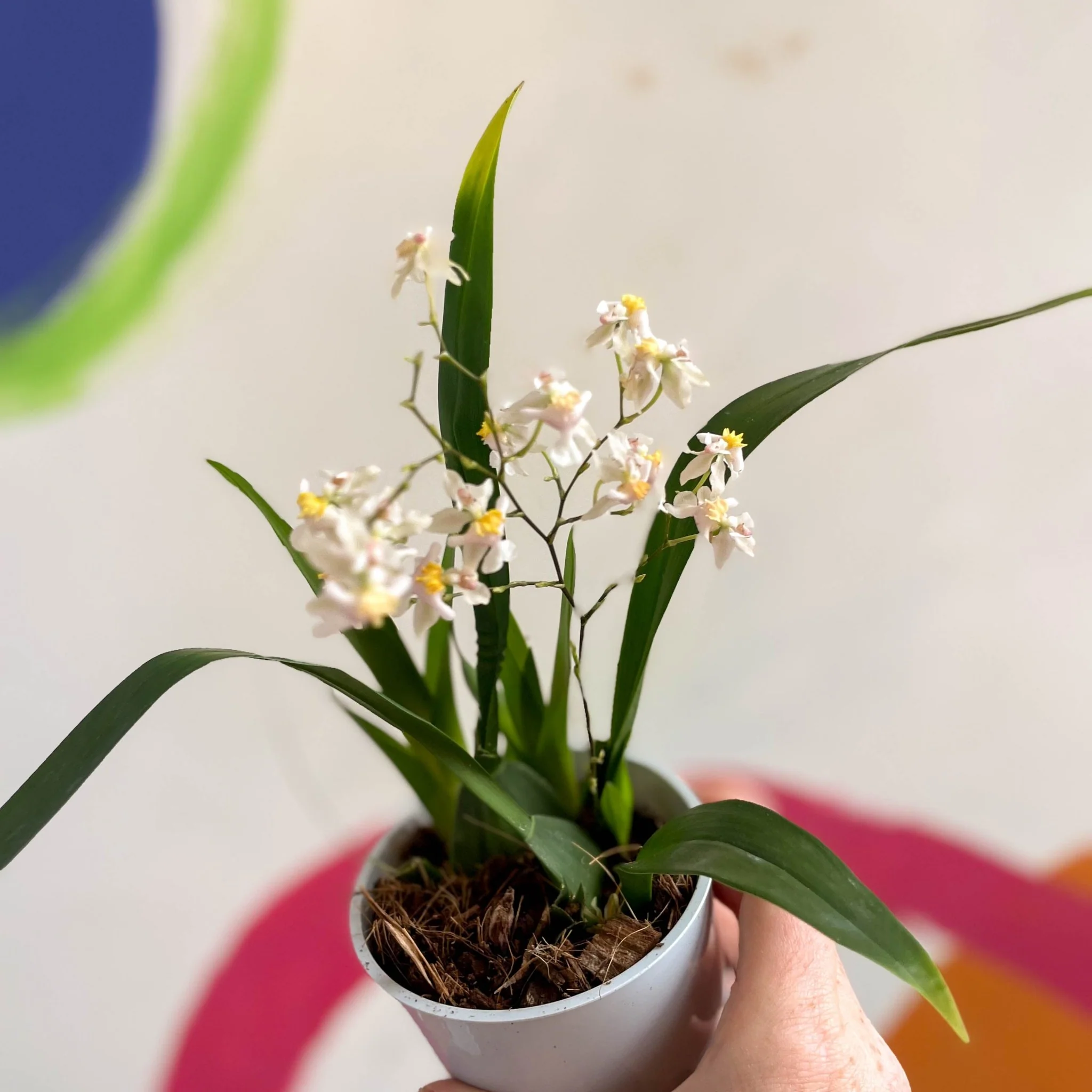 Oncidium flexuosum 'Twinkle White’ - Tiny Butterfly Orchid - Image 6