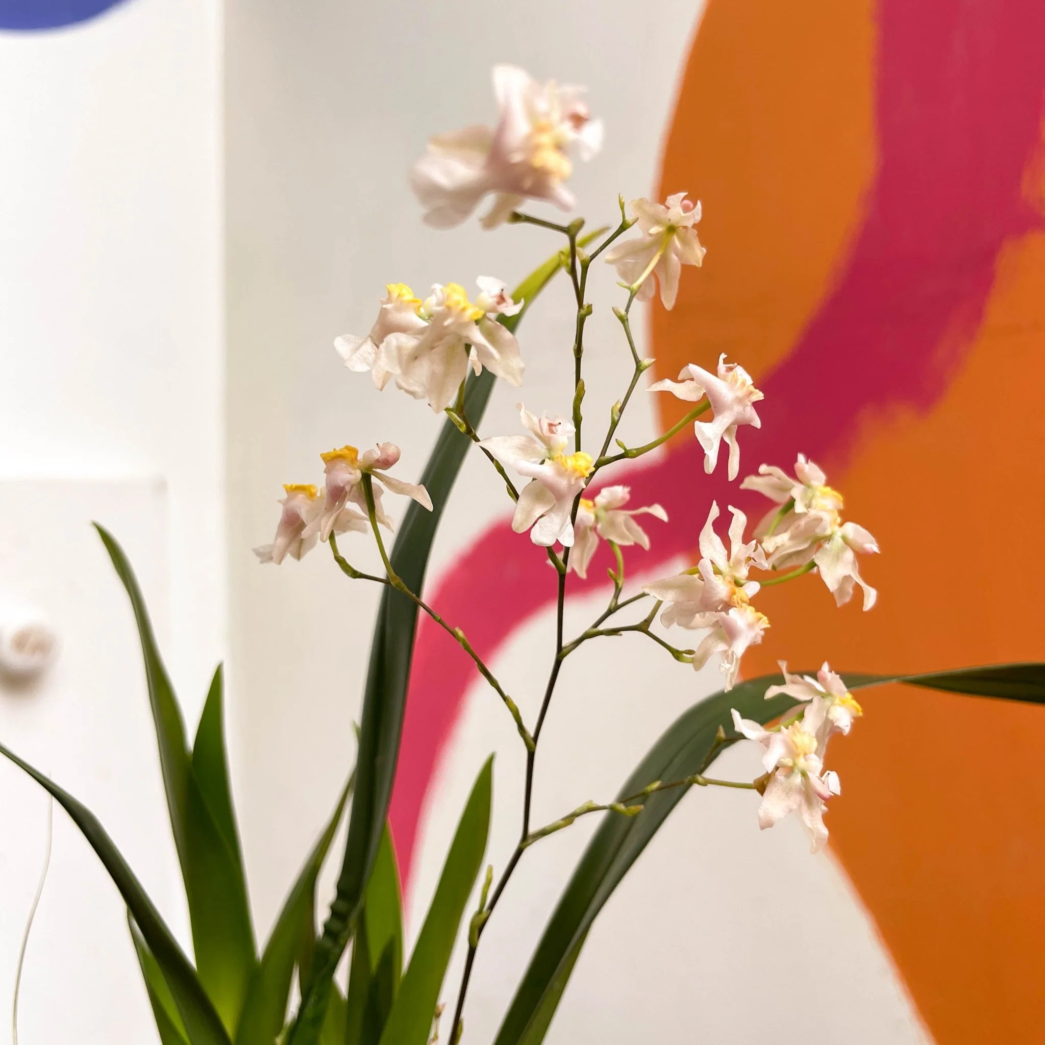 Oncidium flexuosum 'Twinkle White’ - Tiny Butterfly Orchid - Image 7