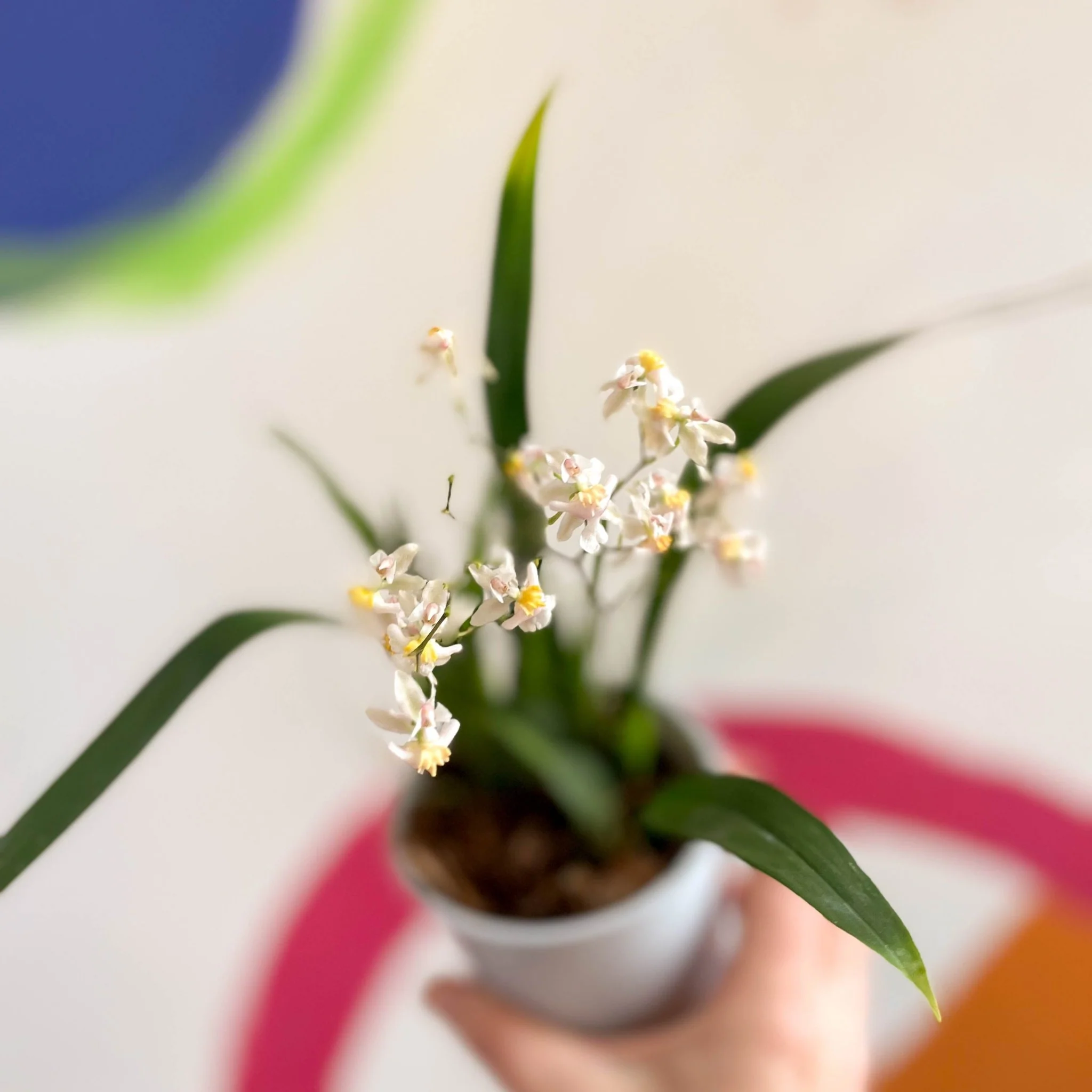 Oncidium flexuosum 'Twinkle White’ - Tiny Butterfly Orchid - Image 8