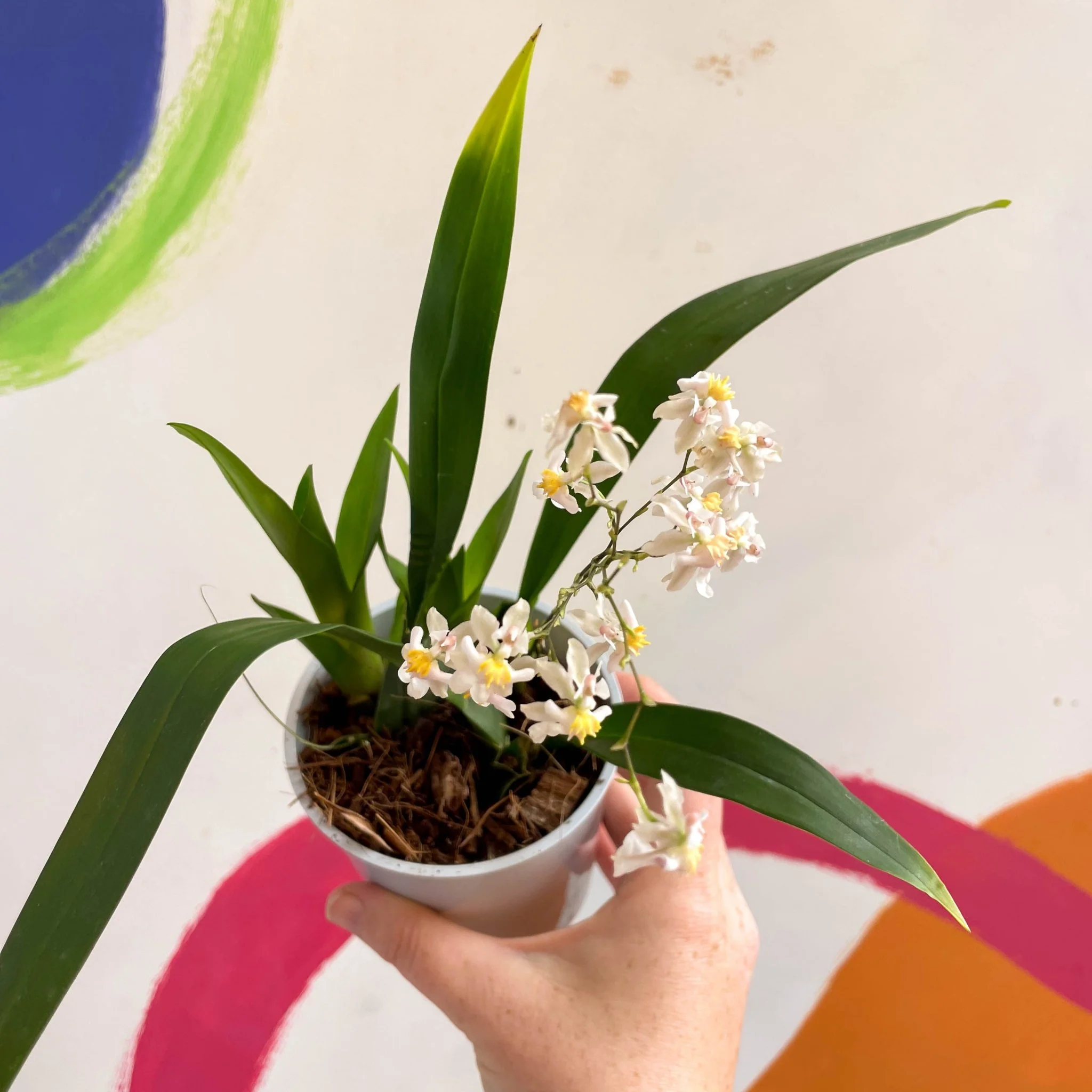 Oncidium flexuosum 'Twinkle White’ - Tiny Butterfly Orchid - Image 9