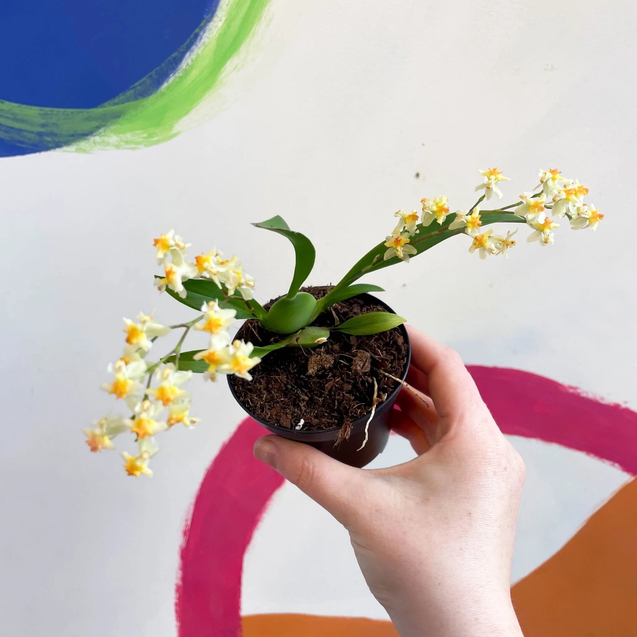 Tiny Butterfly Orchid - Oncidium flexuosum 'Twinkle Yellow’ - Image 9
