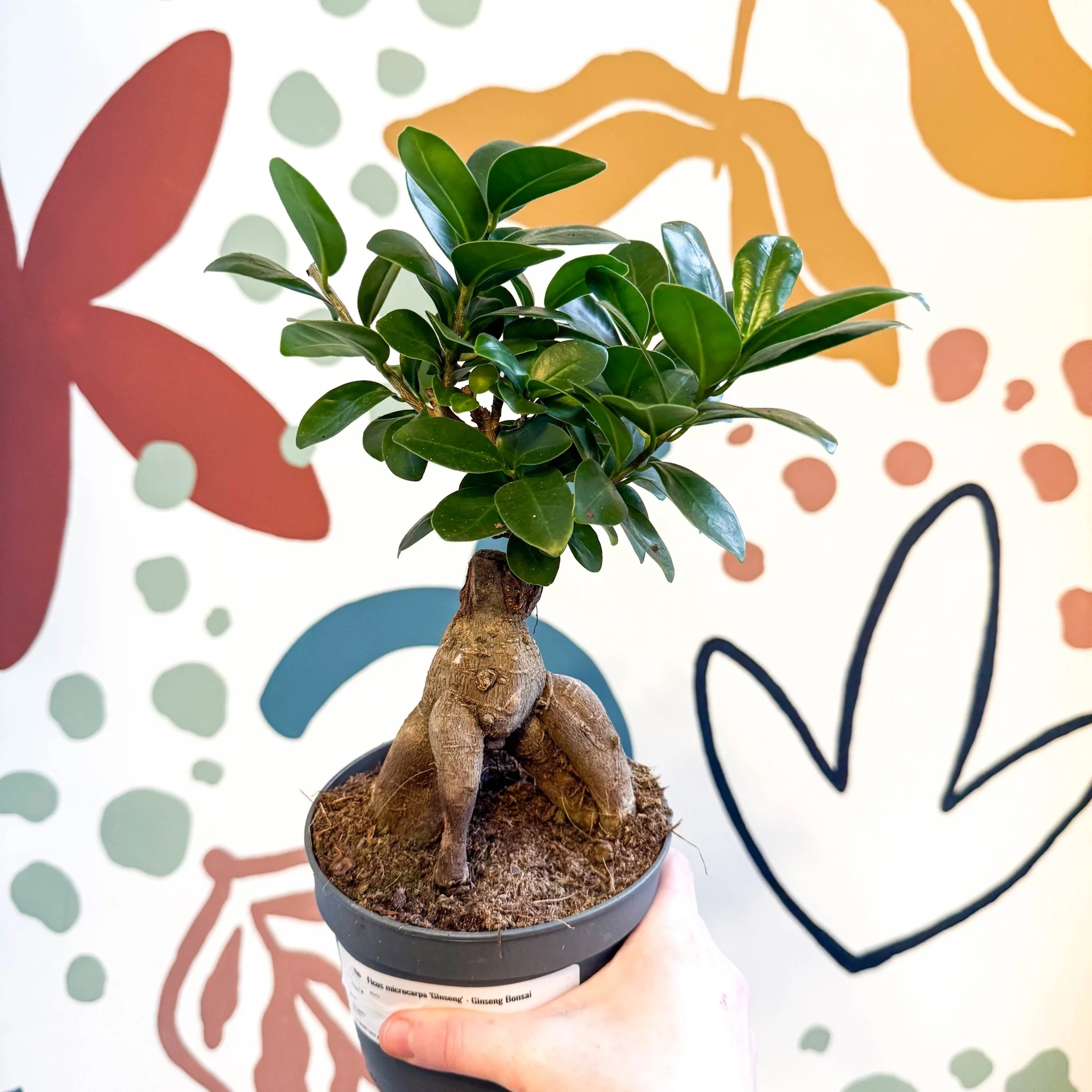 Ficus microcarpa 'Ginseng' - Ginseng Bonsai - Image 3