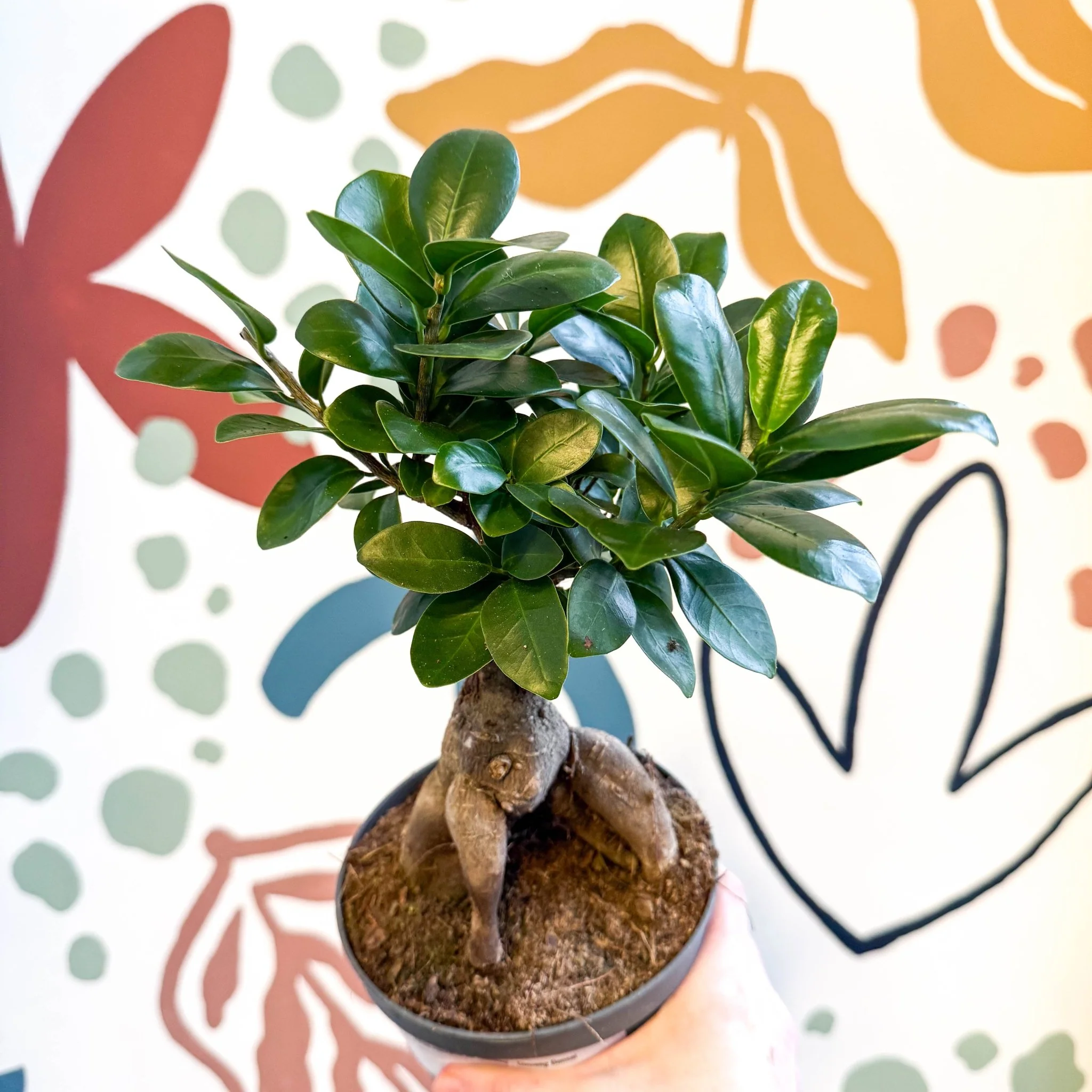 Ficus microcarpa 'Ginseng' - Ginseng Bonsai - Image 4