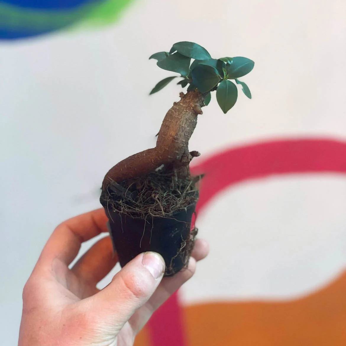 Ficus microcarpa 'Ginseng' - Ginseng Bonsai - Image 5