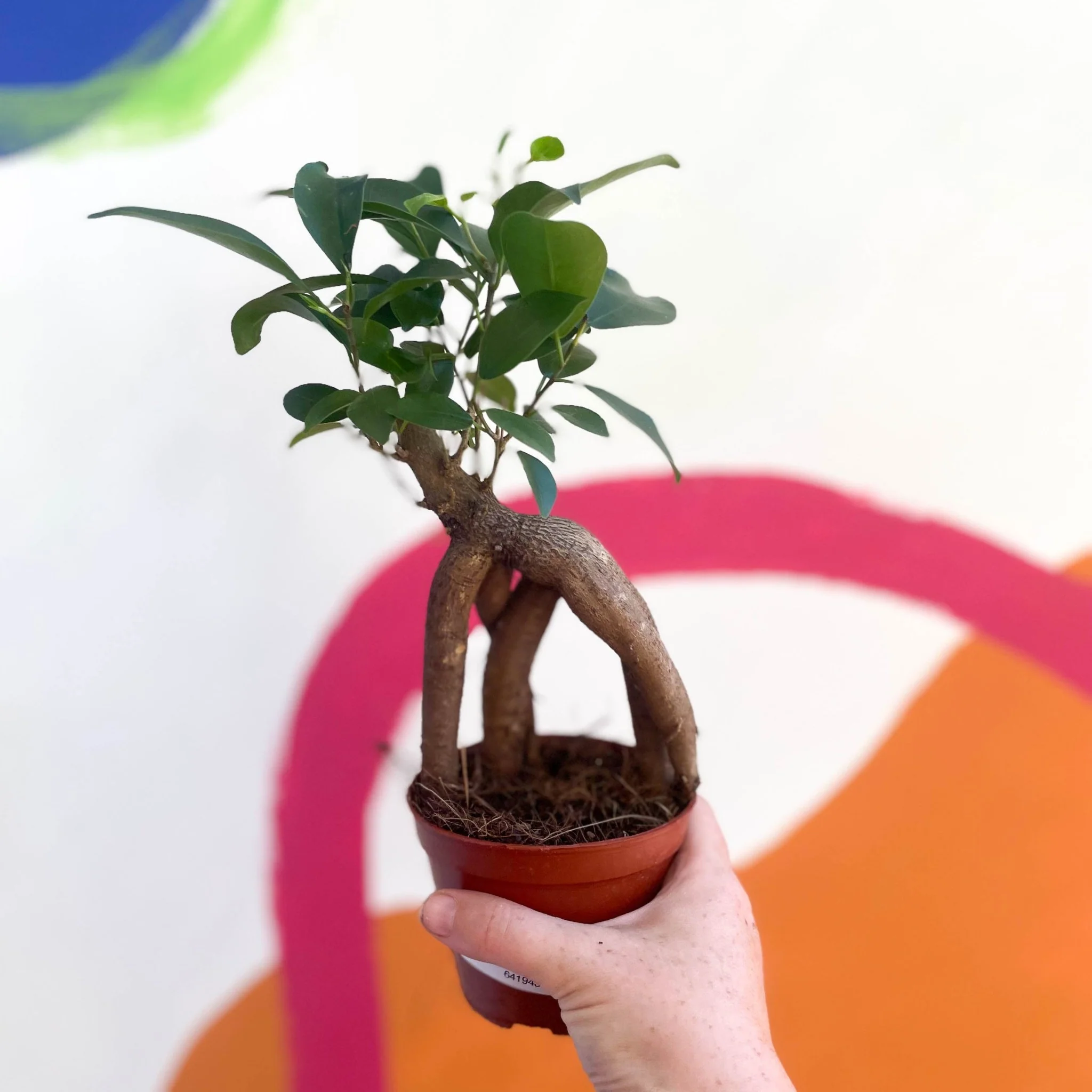 Ficus microcarpa 'Ginseng' - Ginseng Bonsai - Image 6