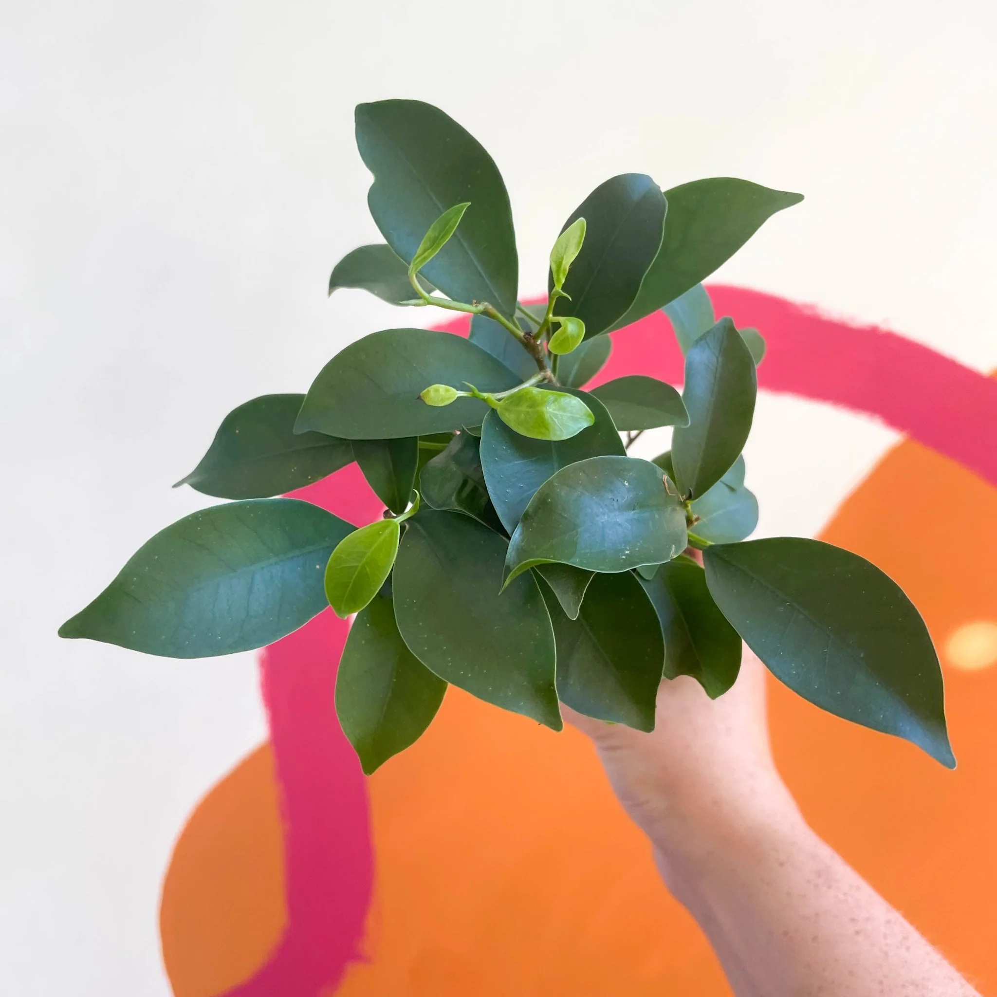 Ficus microcarpa 'Ginseng' - Ginseng Bonsai - Image 7