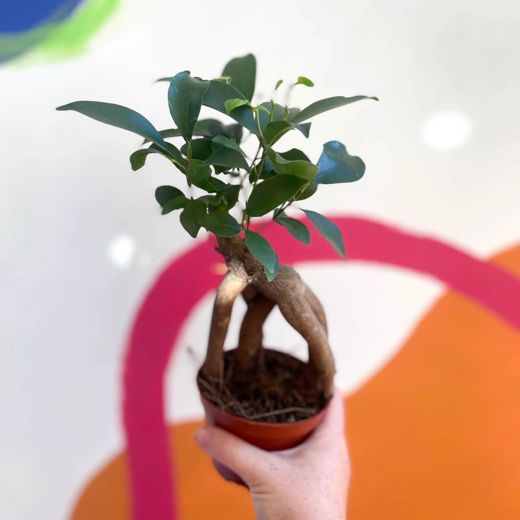 Ficus microcarpa 'Ginseng' - Ginseng Bonsai - Image 8