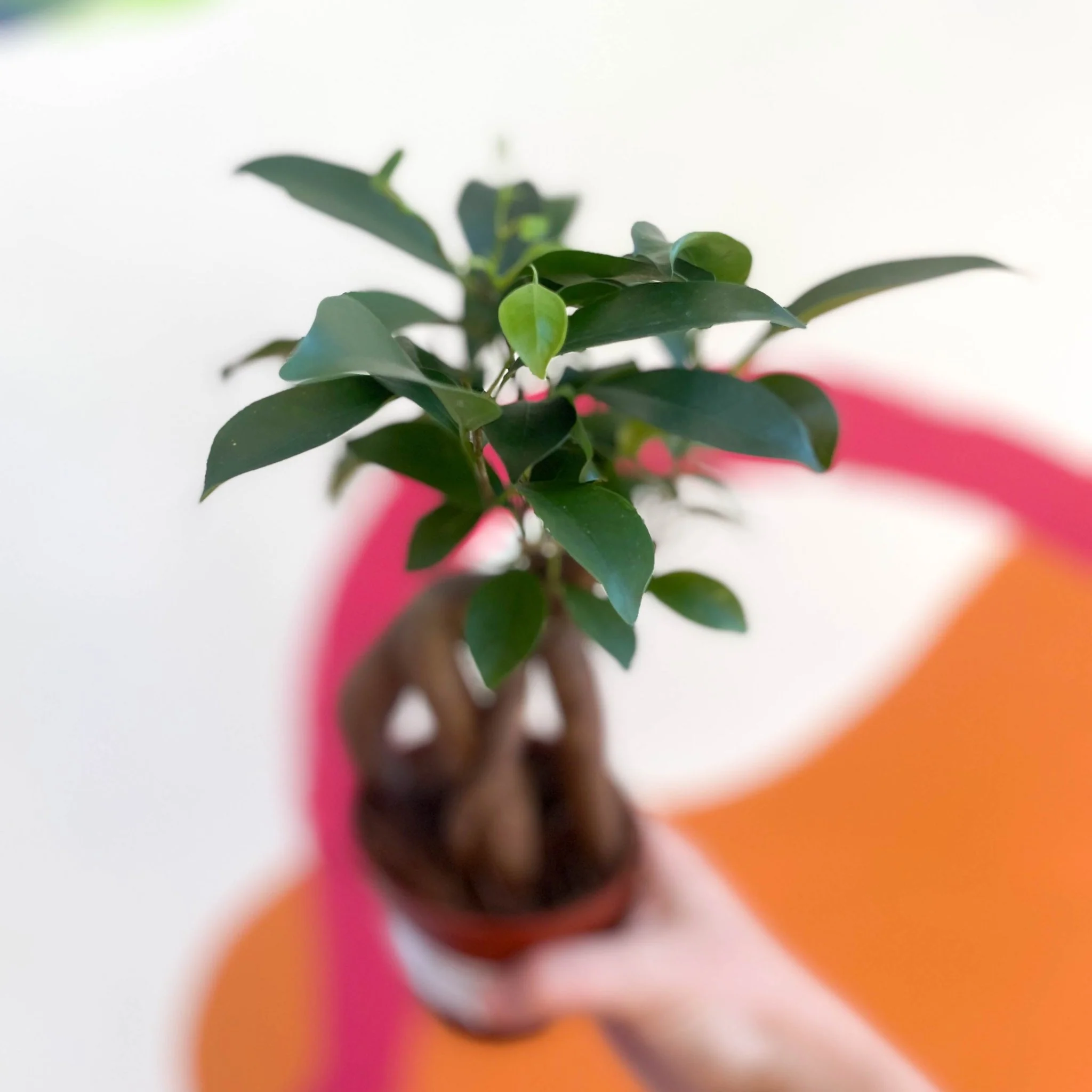 Ficus microcarpa 'Ginseng' - Ginseng Bonsai - Image 9