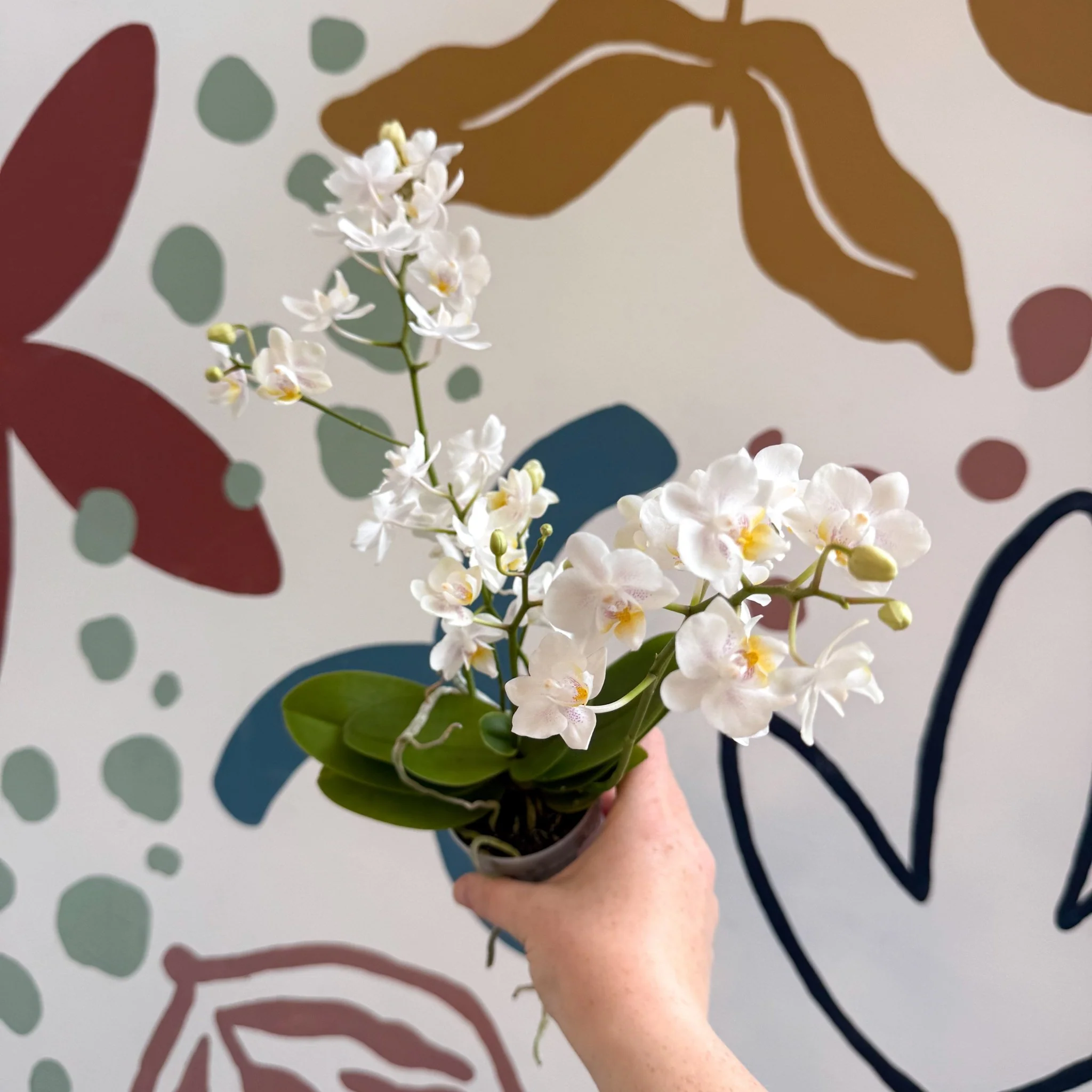 Phalaenopsis Mini Wild White Moth Orchid – Cloud Series