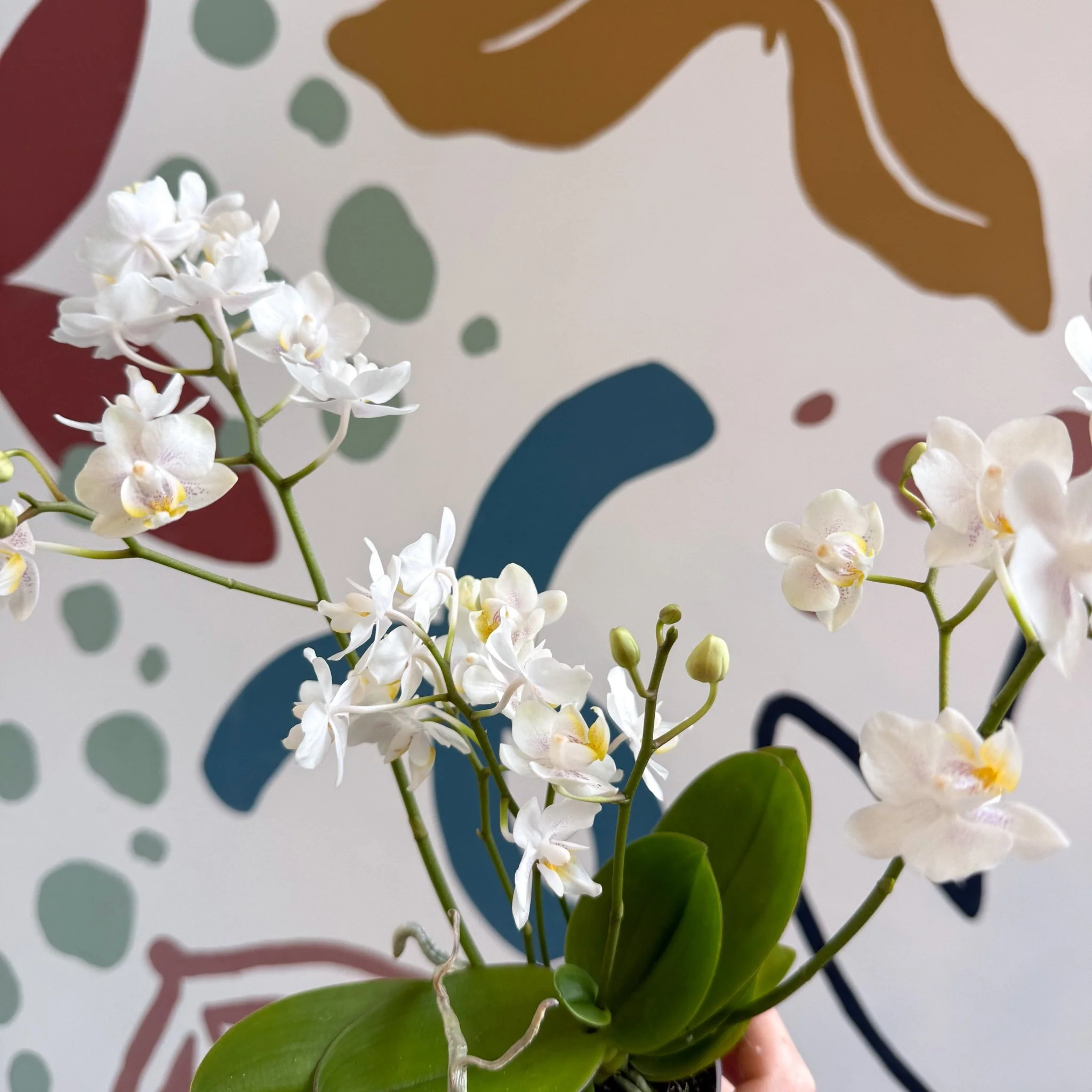 Phalaenopsis Mini Wild White Moth Orchid – Cloud Series - Image 10