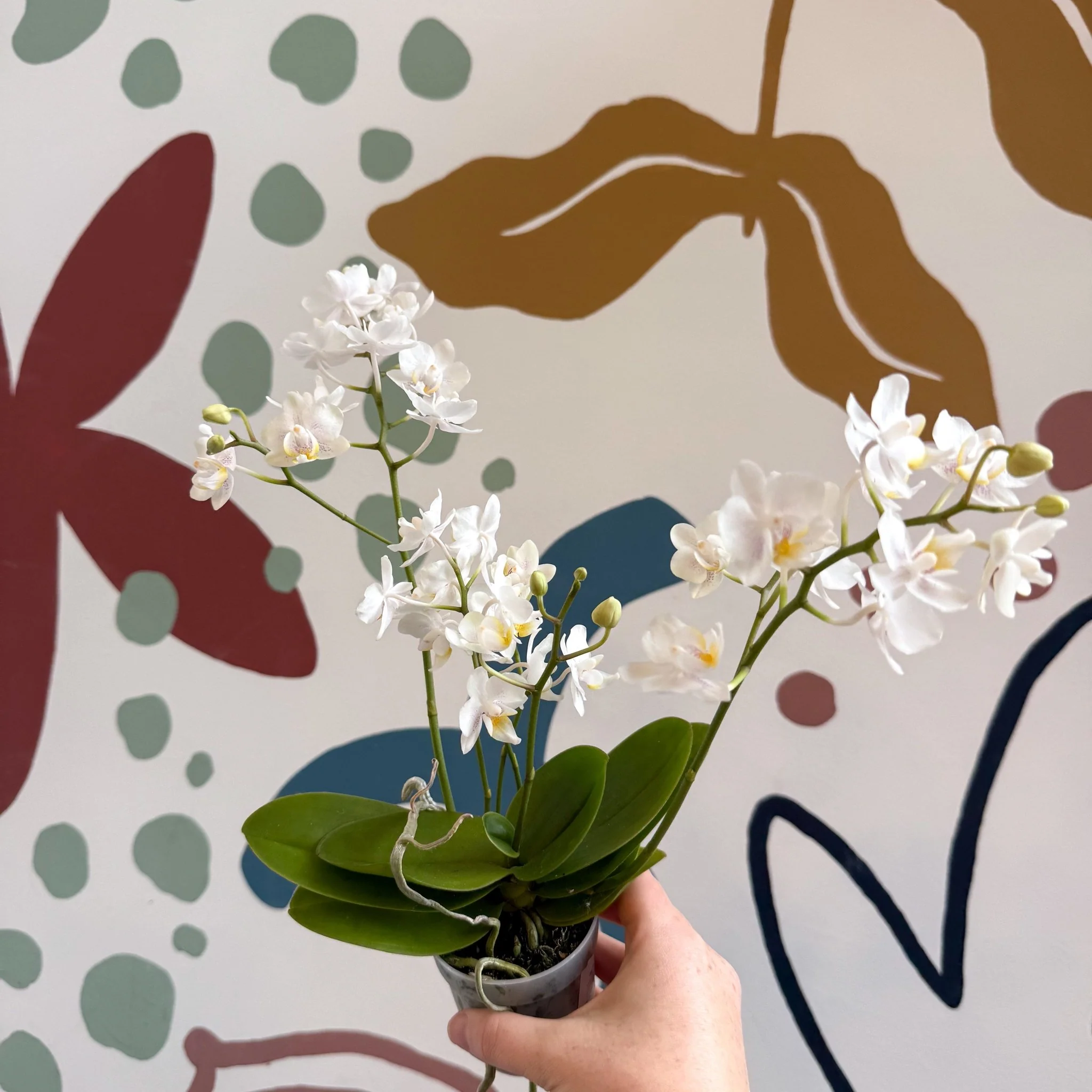 Phalaenopsis Mini Wild White Moth Orchid – Cloud Series - Image 11