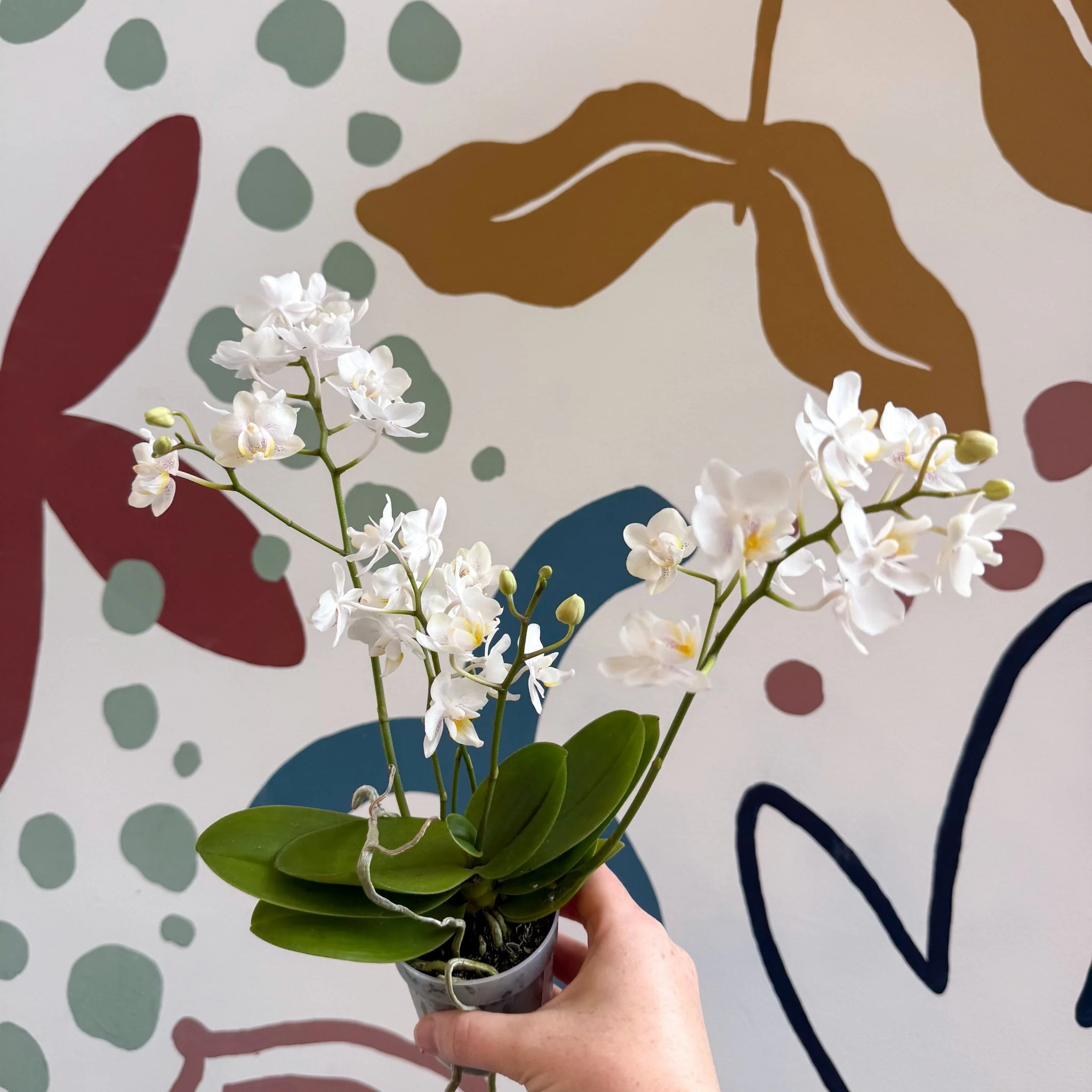 Phalaenopsis Mini Wild White Moth Orchid – Cloud Series - Image 12