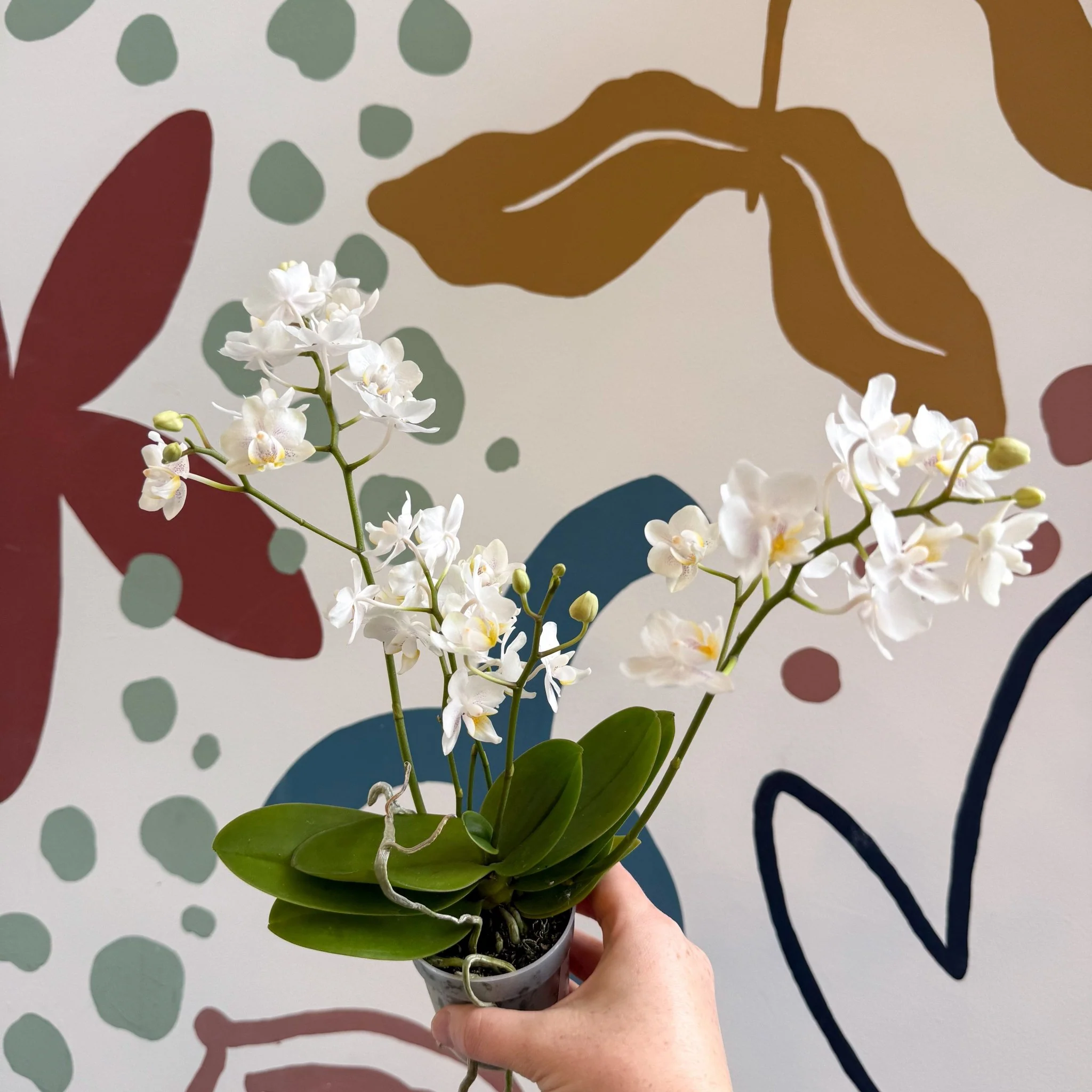 Phalaenopsis Mini Wild White Moth Orchid – Cloud Series - Image 13