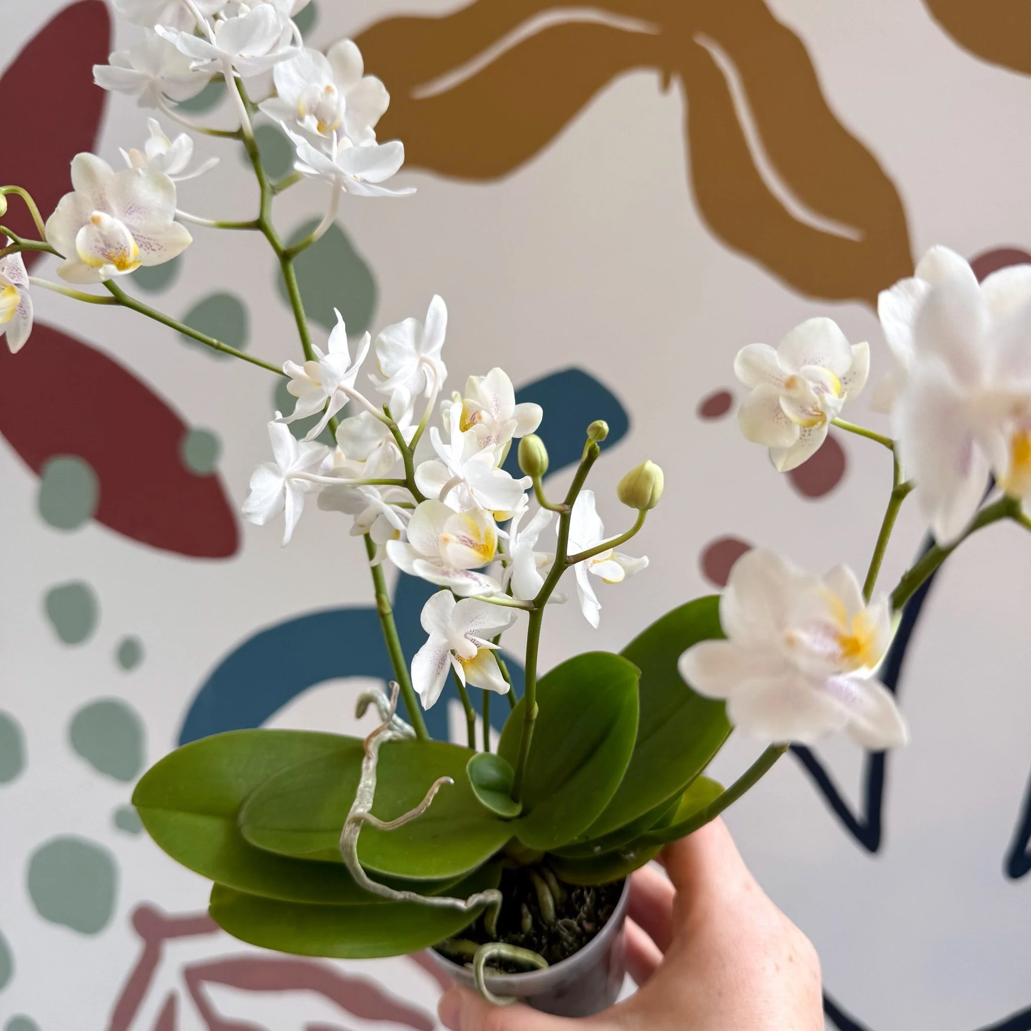 Phalaenopsis Mini Wild White Moth Orchid – Cloud Series - Image 14