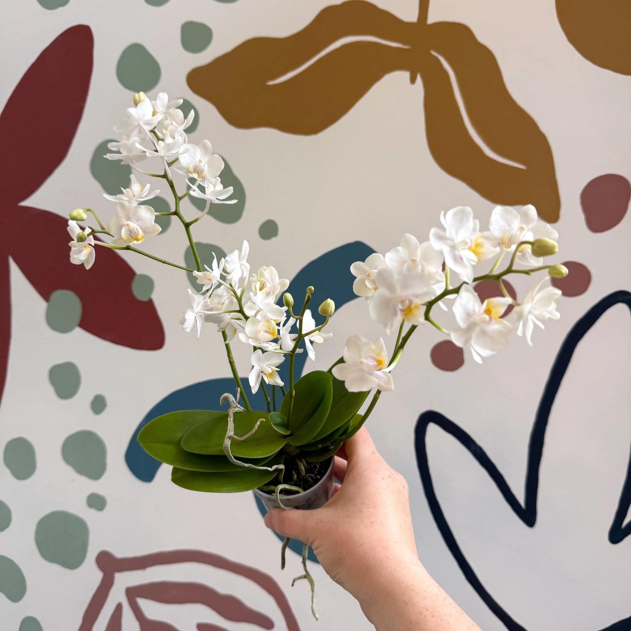 Phalaenopsis Mini Wild White Moth Orchid – Cloud Series - Image 15