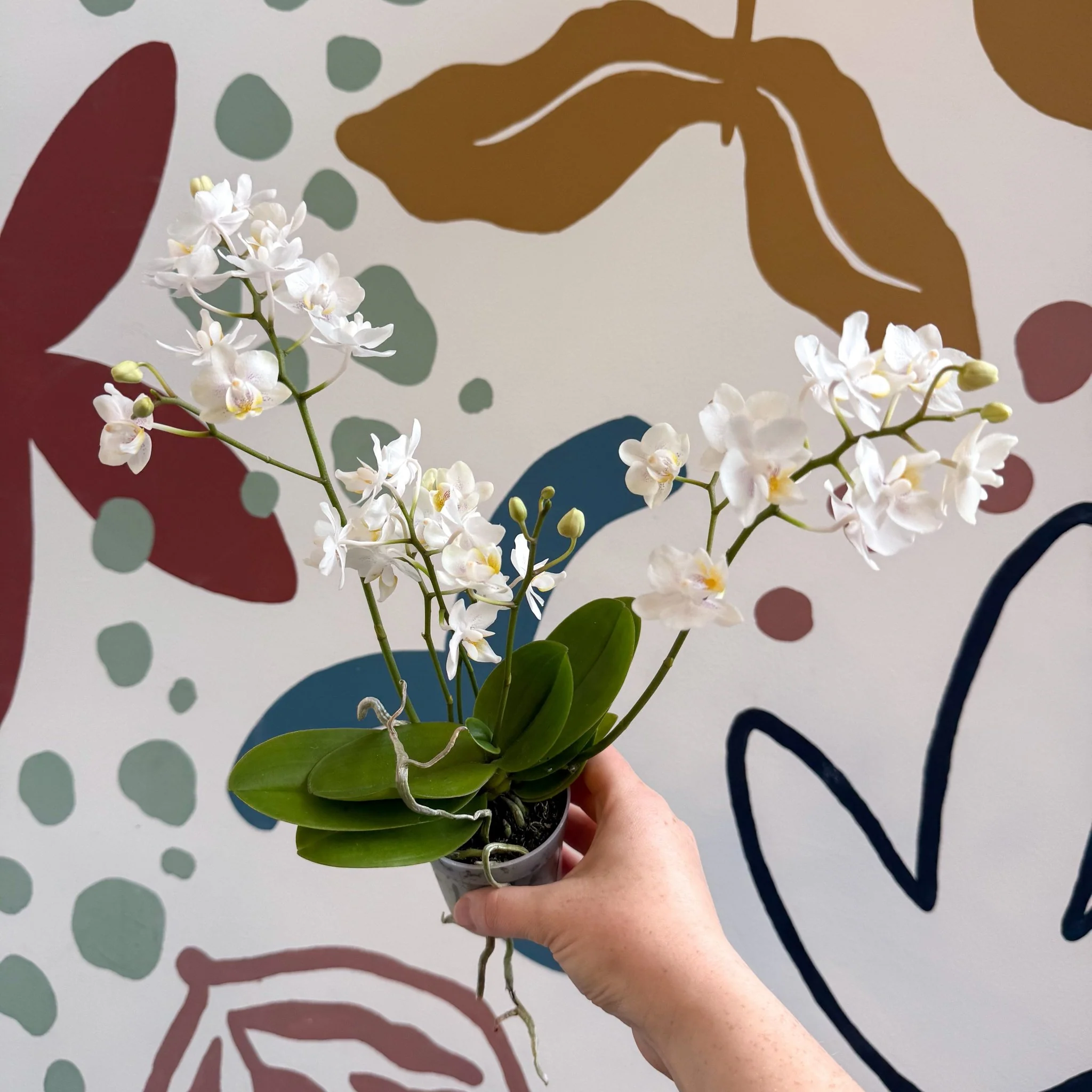 Phalaenopsis Mini Wild White Moth Orchid – Cloud Series - Image 16