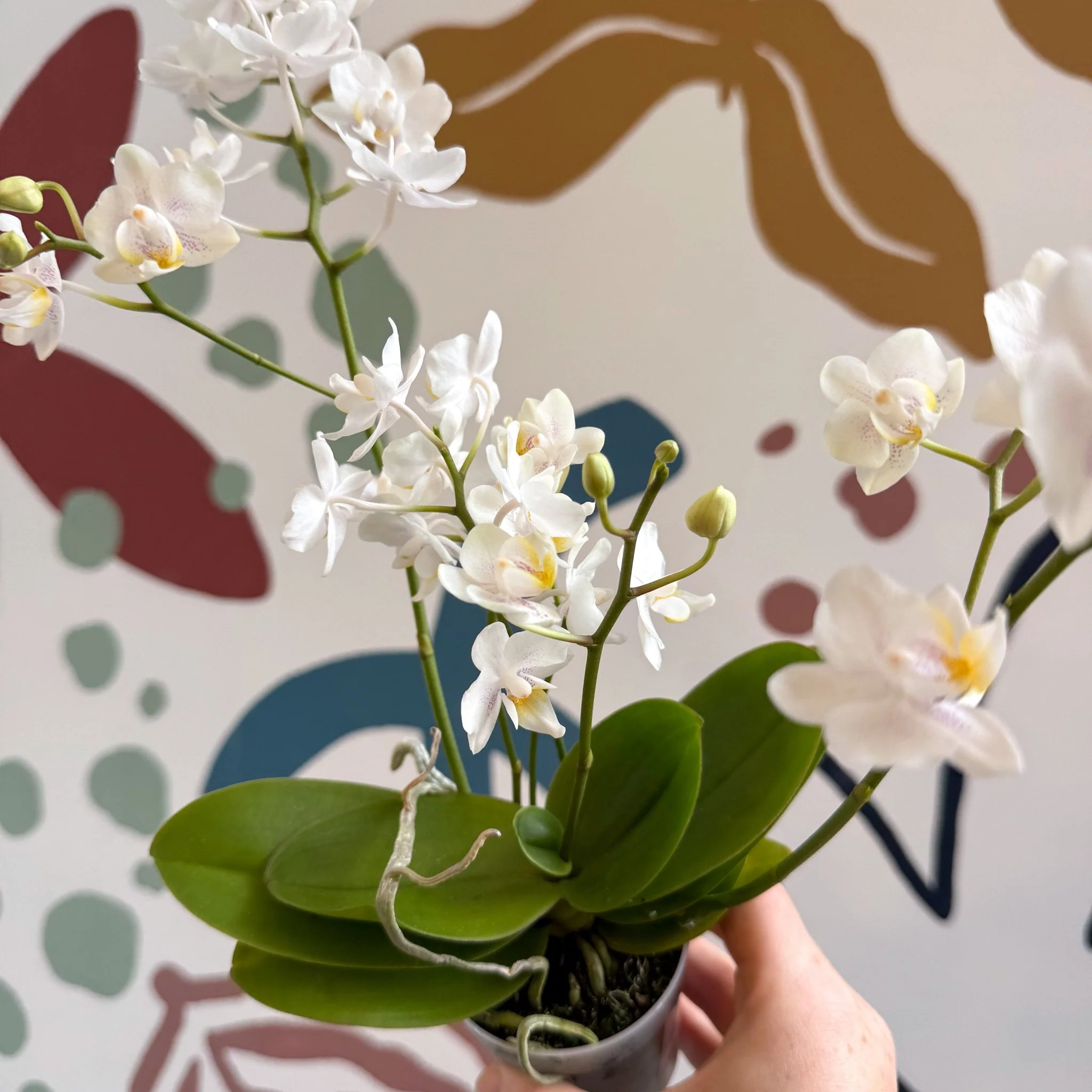 Phalaenopsis Mini Wild White Moth Orchid – Cloud Series - Image 2