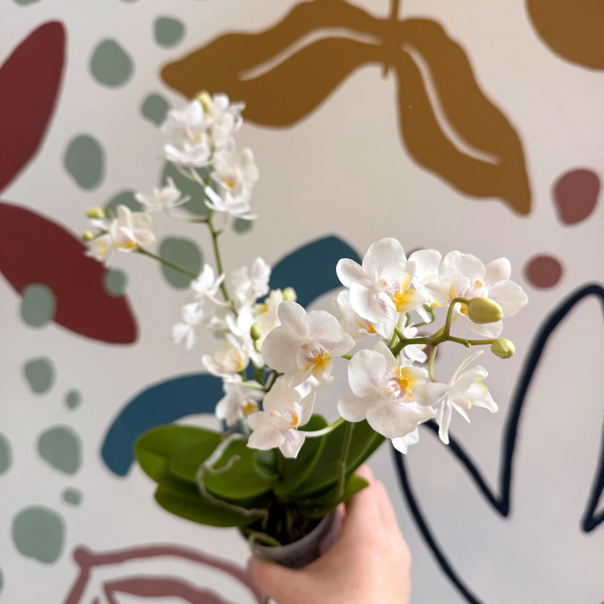 Phalaenopsis Mini Wild White Moth Orchid – Cloud Series - Image 4