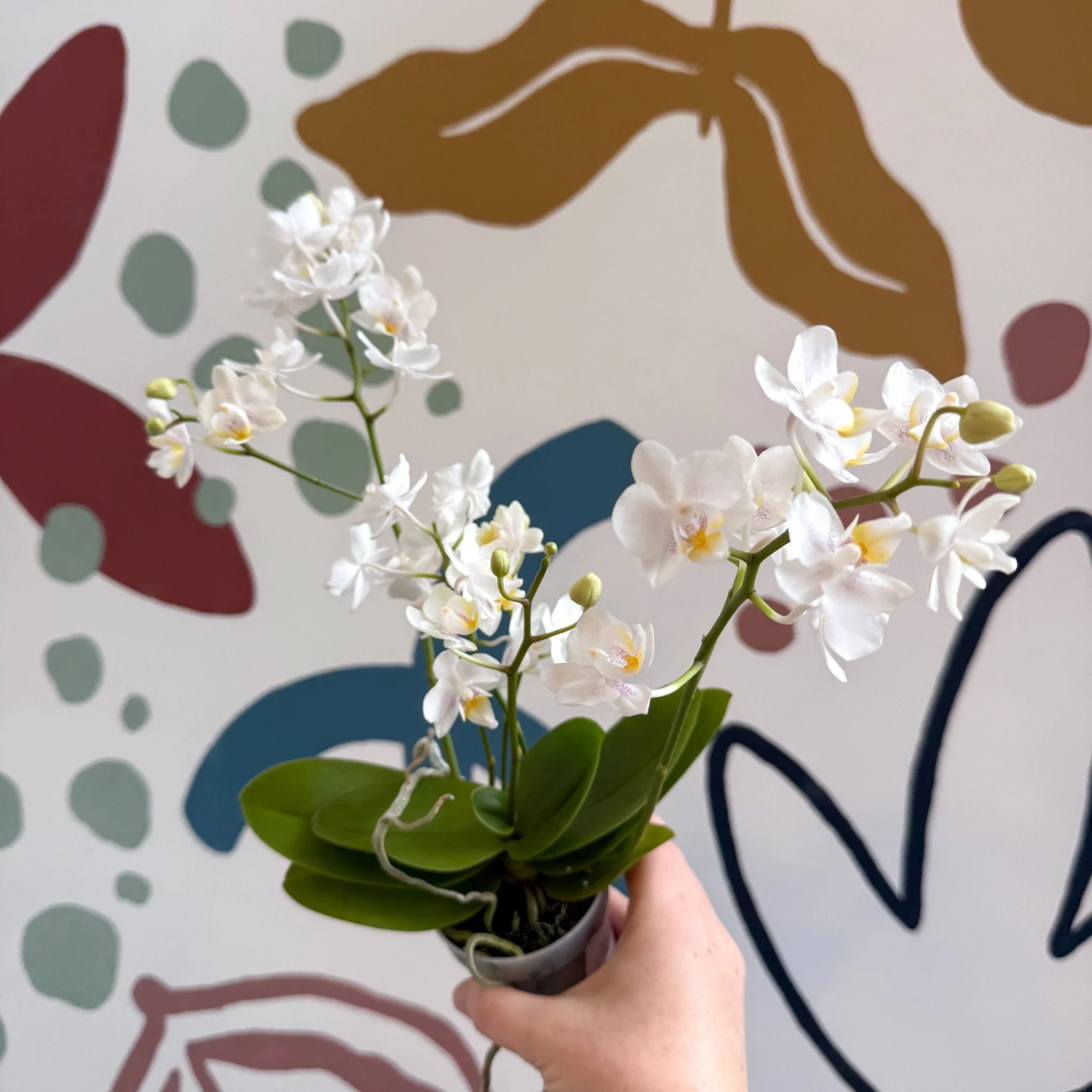 Phalaenopsis Mini Wild White Moth Orchid – Cloud Series - Image 5