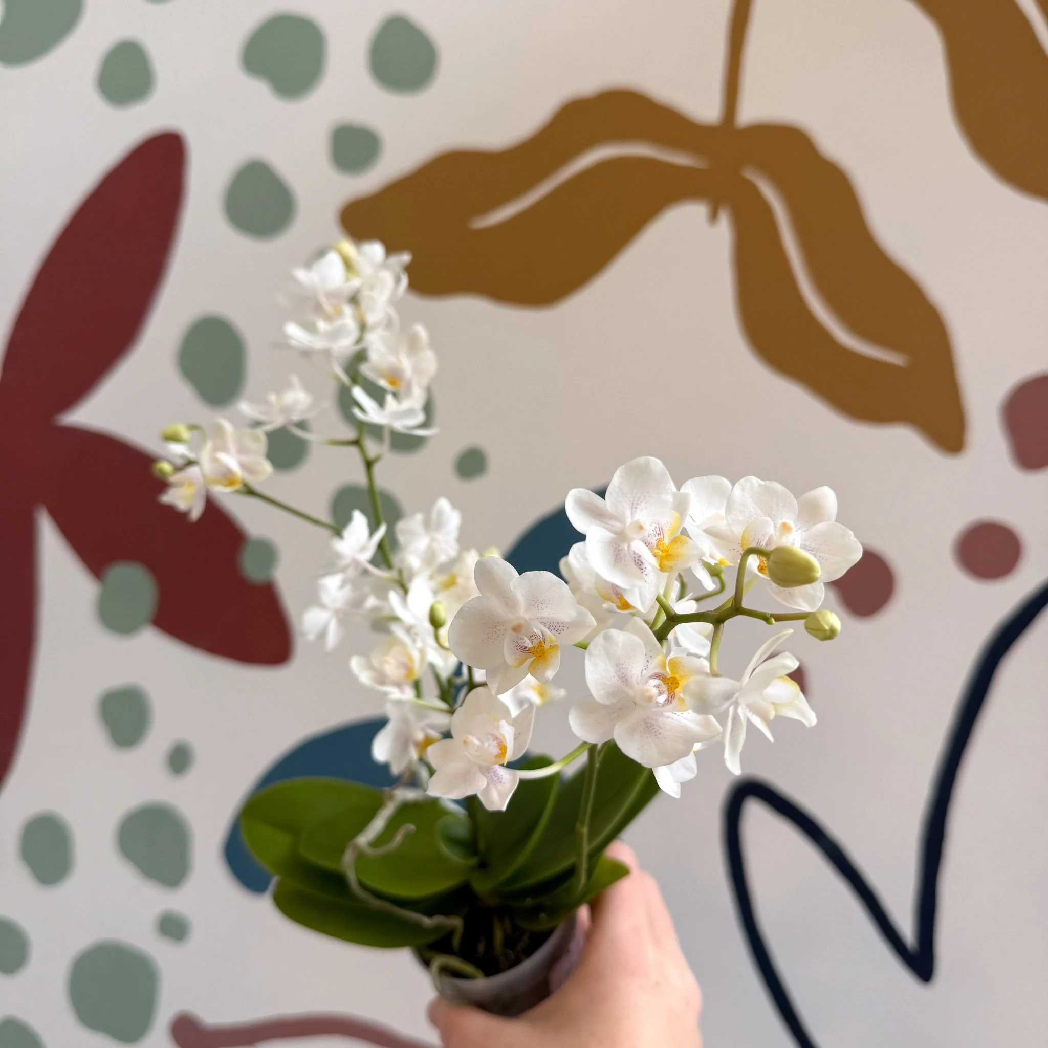 Phalaenopsis Mini Wild White Moth Orchid – Cloud Series - Image 6