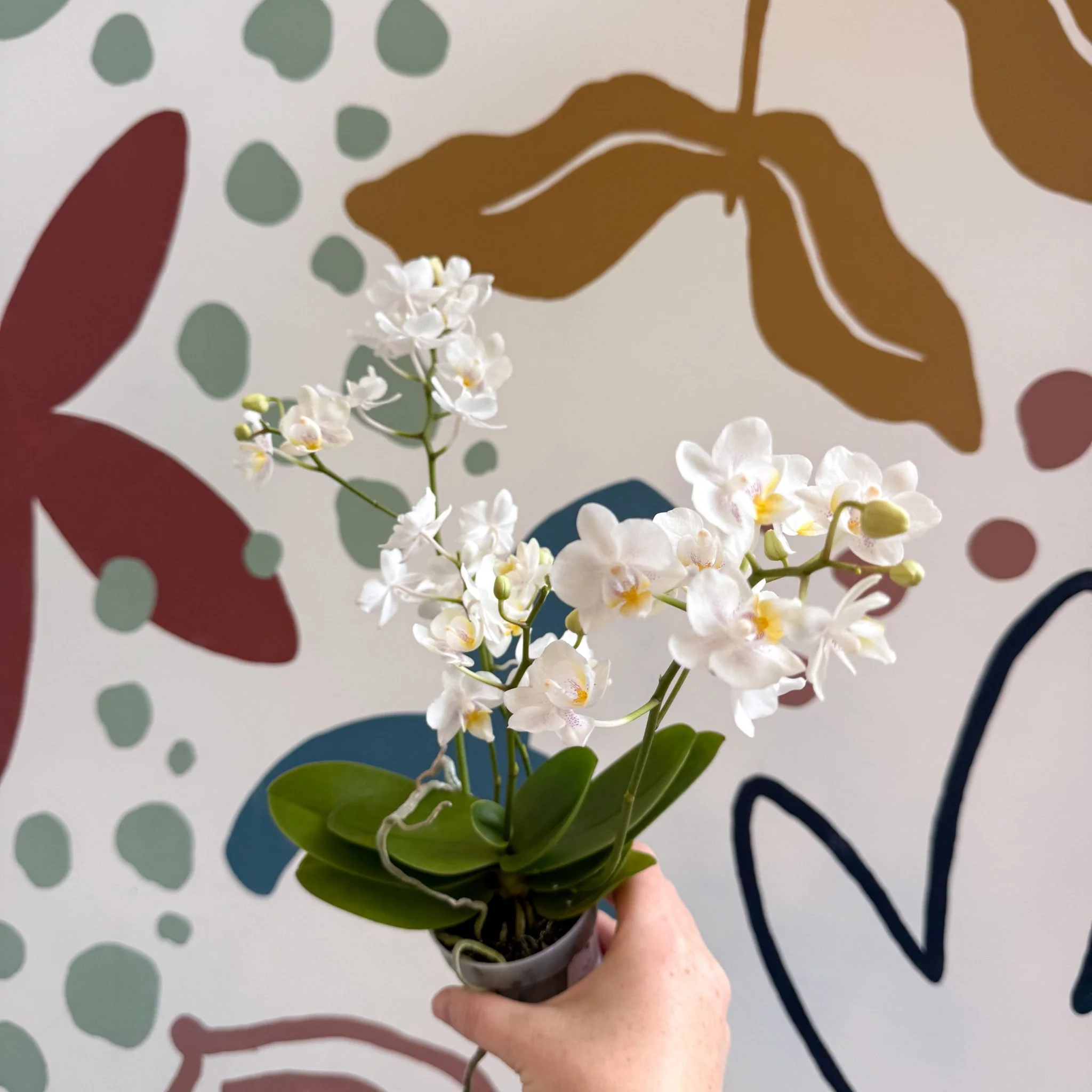 Phalaenopsis Mini Wild White Moth Orchid – Cloud Series - Image 7