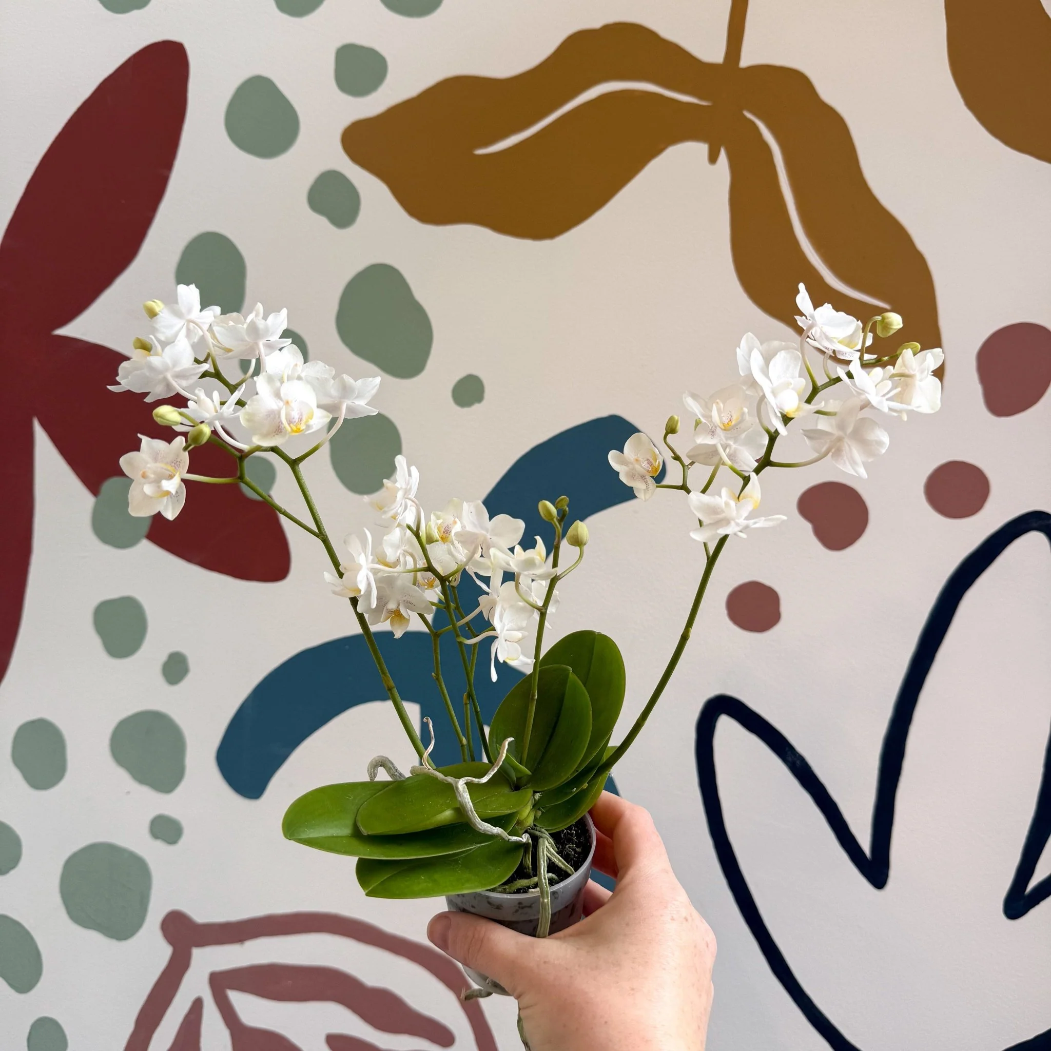 Phalaenopsis Mini Wild White Moth Orchid – Cloud Series - Image 8