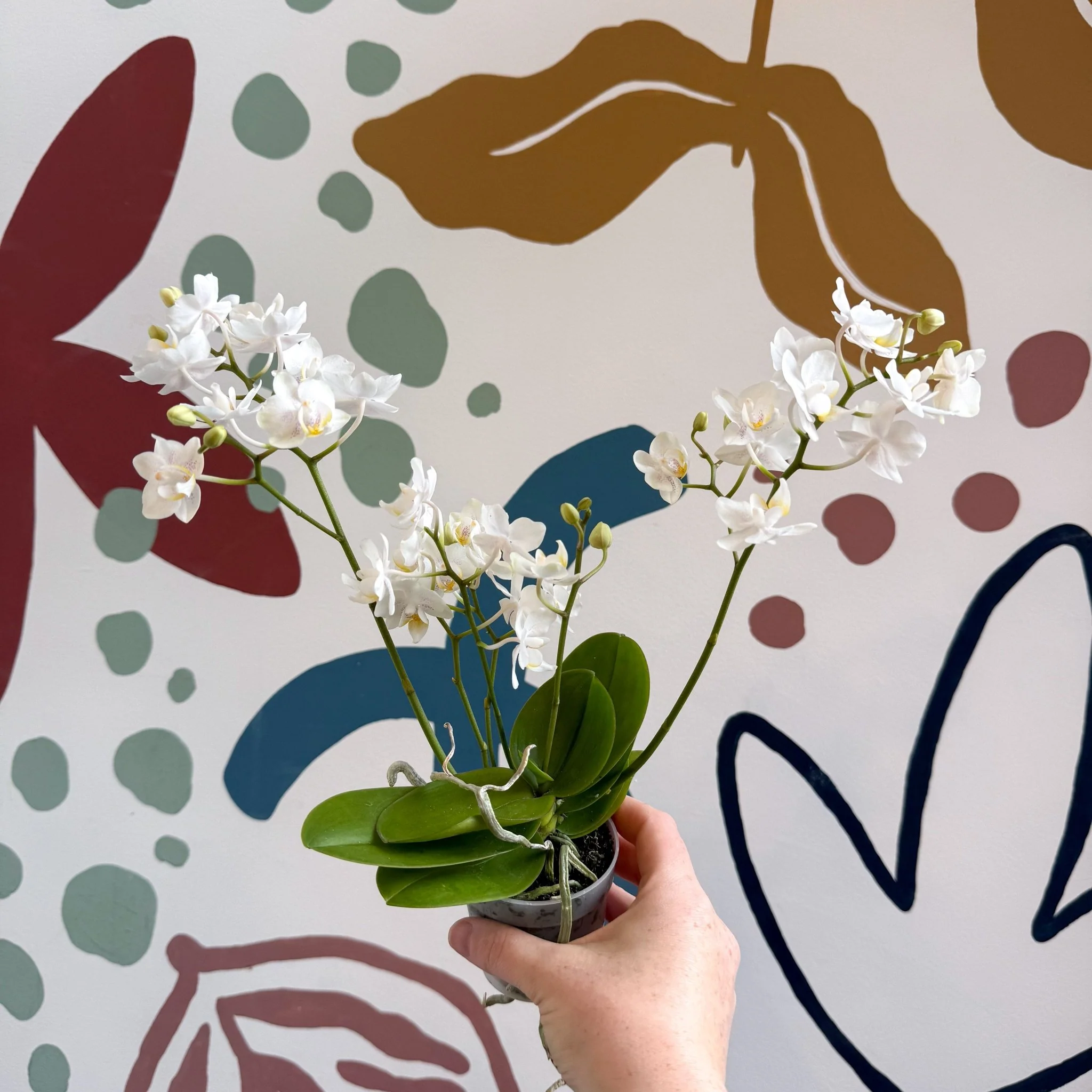 Phalaenopsis Mini Wild White Moth Orchid – Cloud Series - Image 9