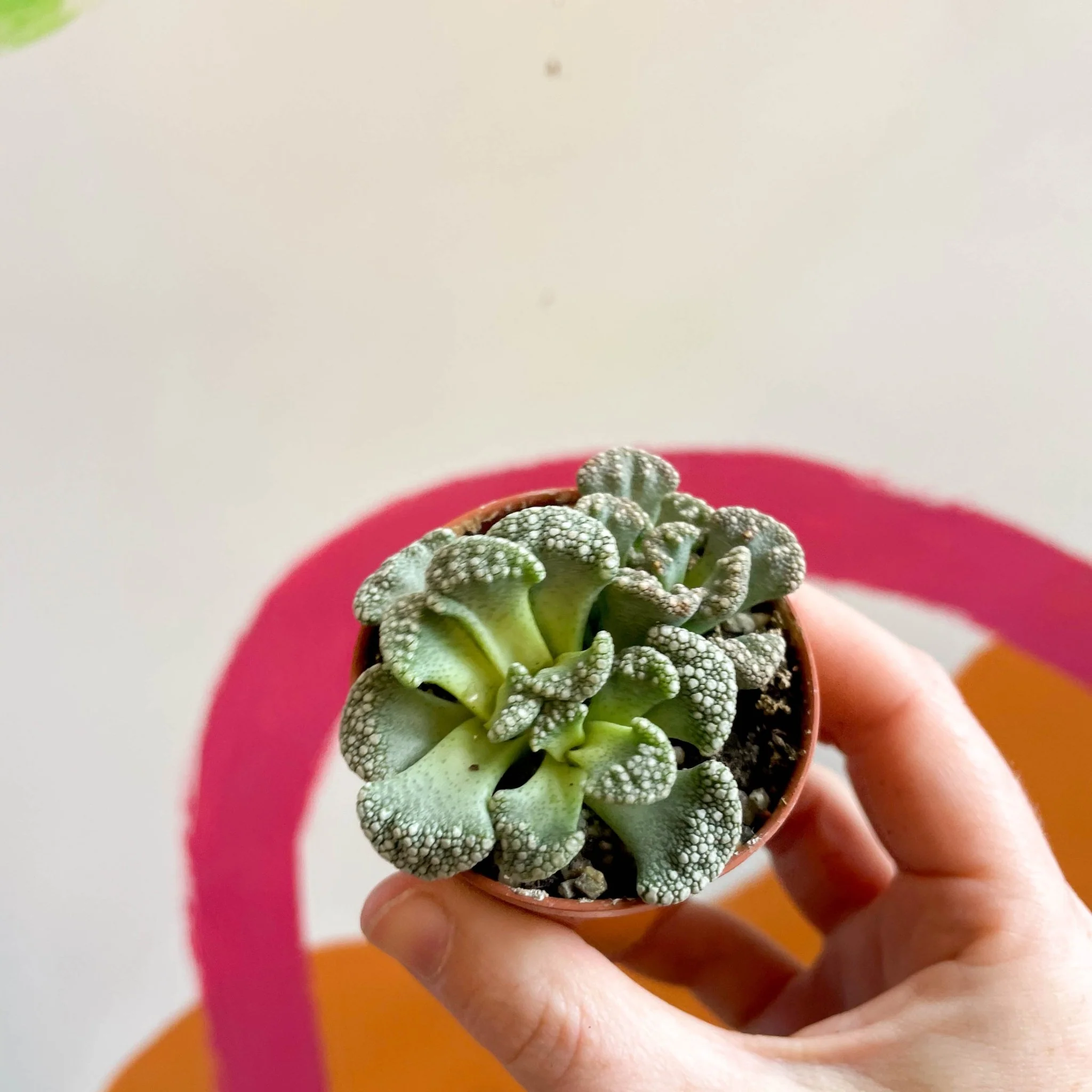 Titanopsis calcarea - Concrete Leaf - Image 2