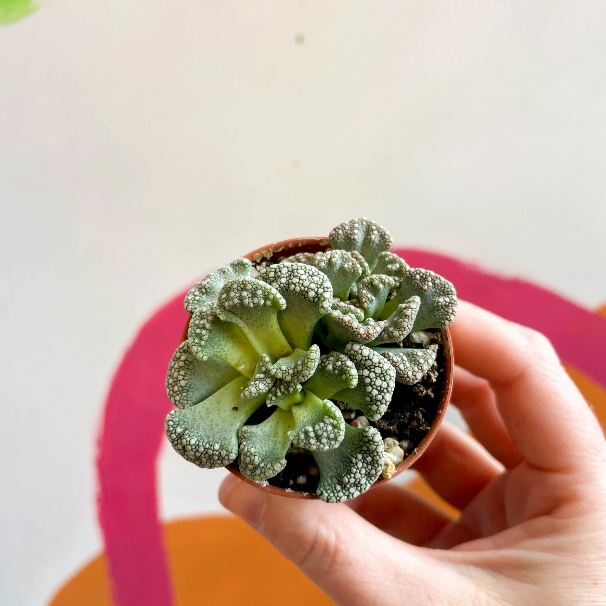 Titanopsis calcarea - Concrete Leaf - Image 9