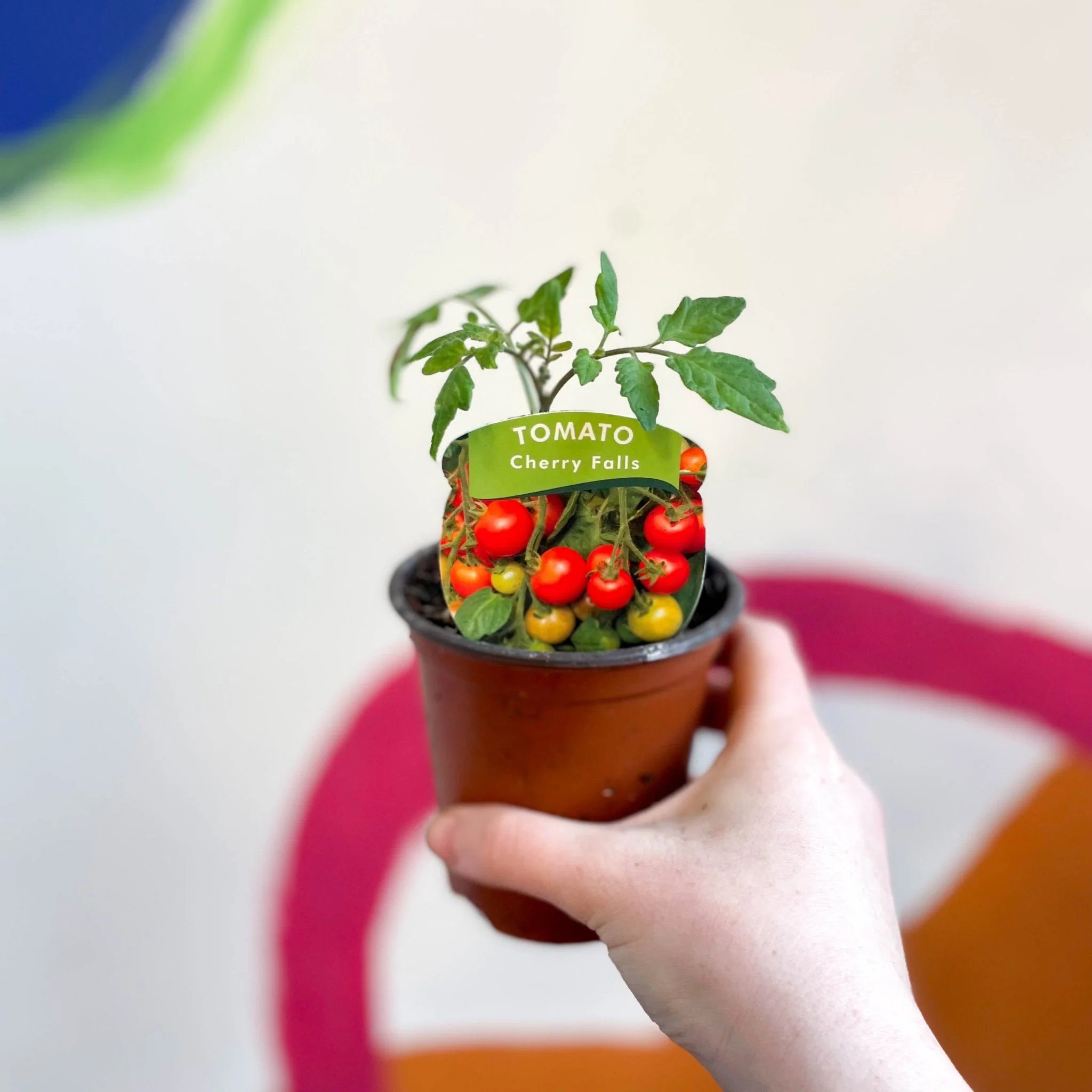 Tomato (Bush) - Solanum lycopersicum 'Cherry Falls' - British Grown