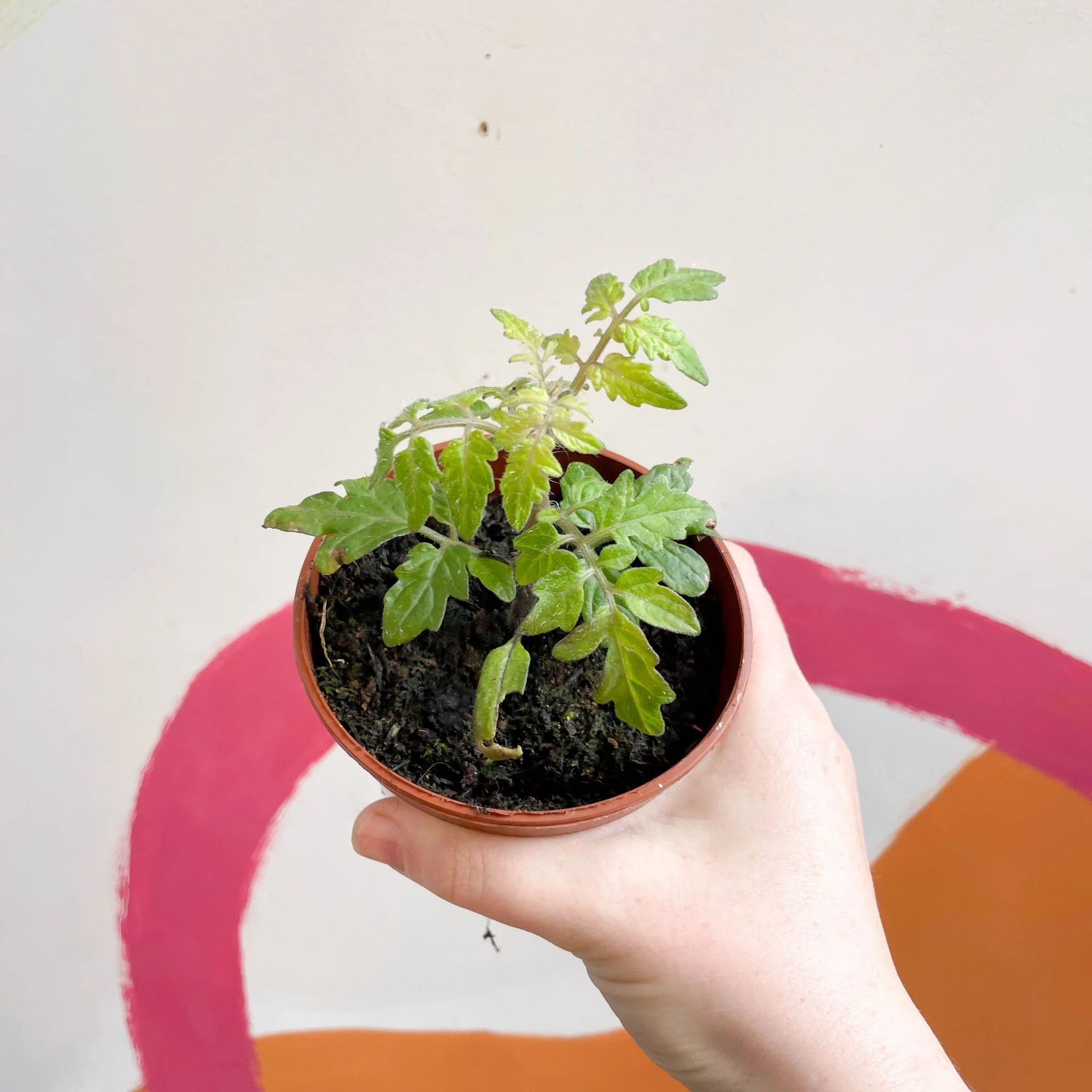 Tomato (Bush) - Solanum lycopersicum 'Veranda Red' - British Grown