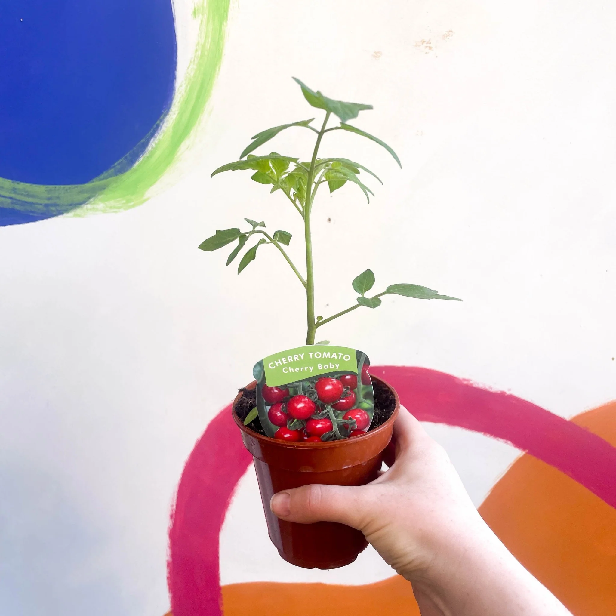 Tomato (Cordon) - Solanum lycopersicum 'Cherry Baby' - British Grown