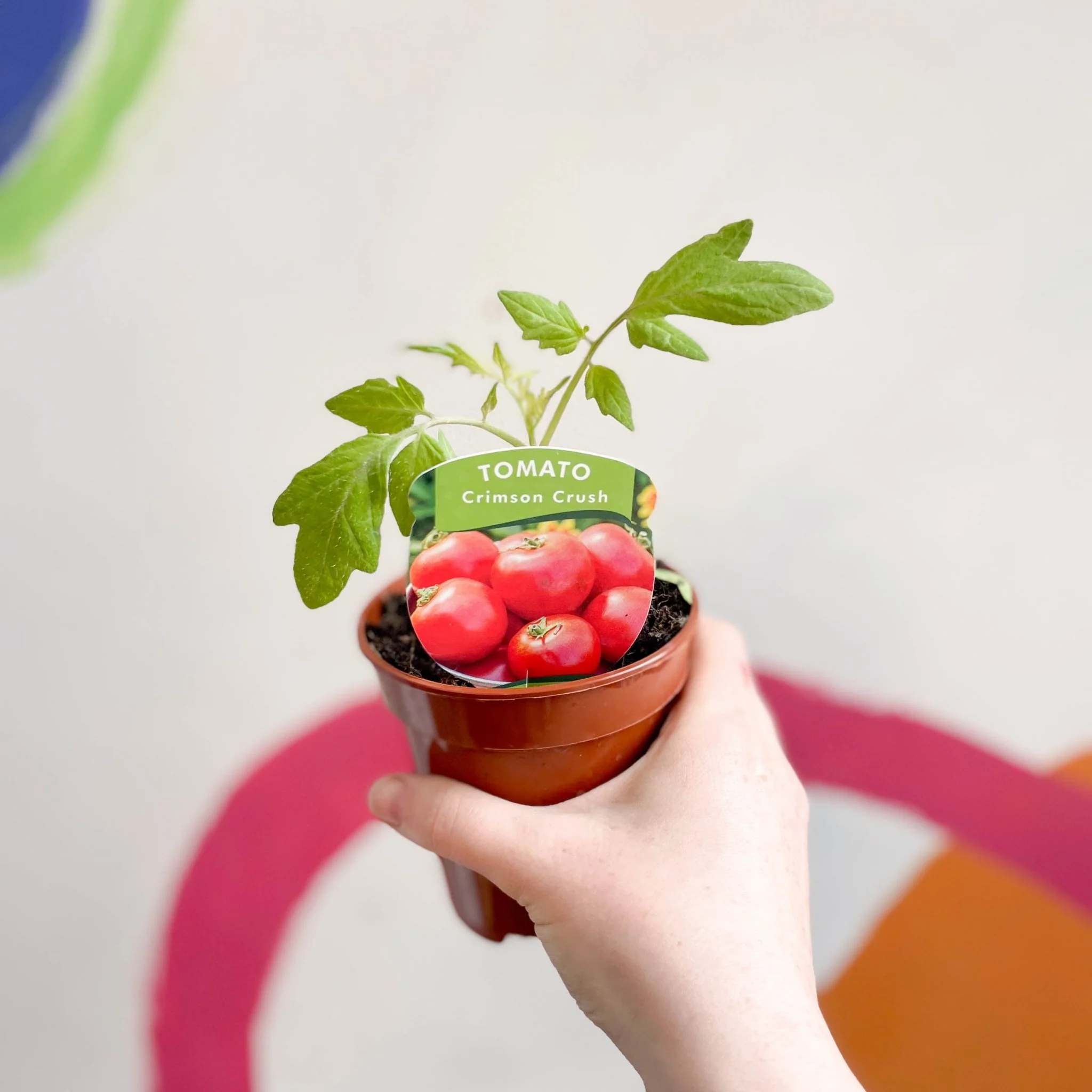 Tomato (Cordon) - Solanum lycopersicum 'Crimson Crush' - British Grown