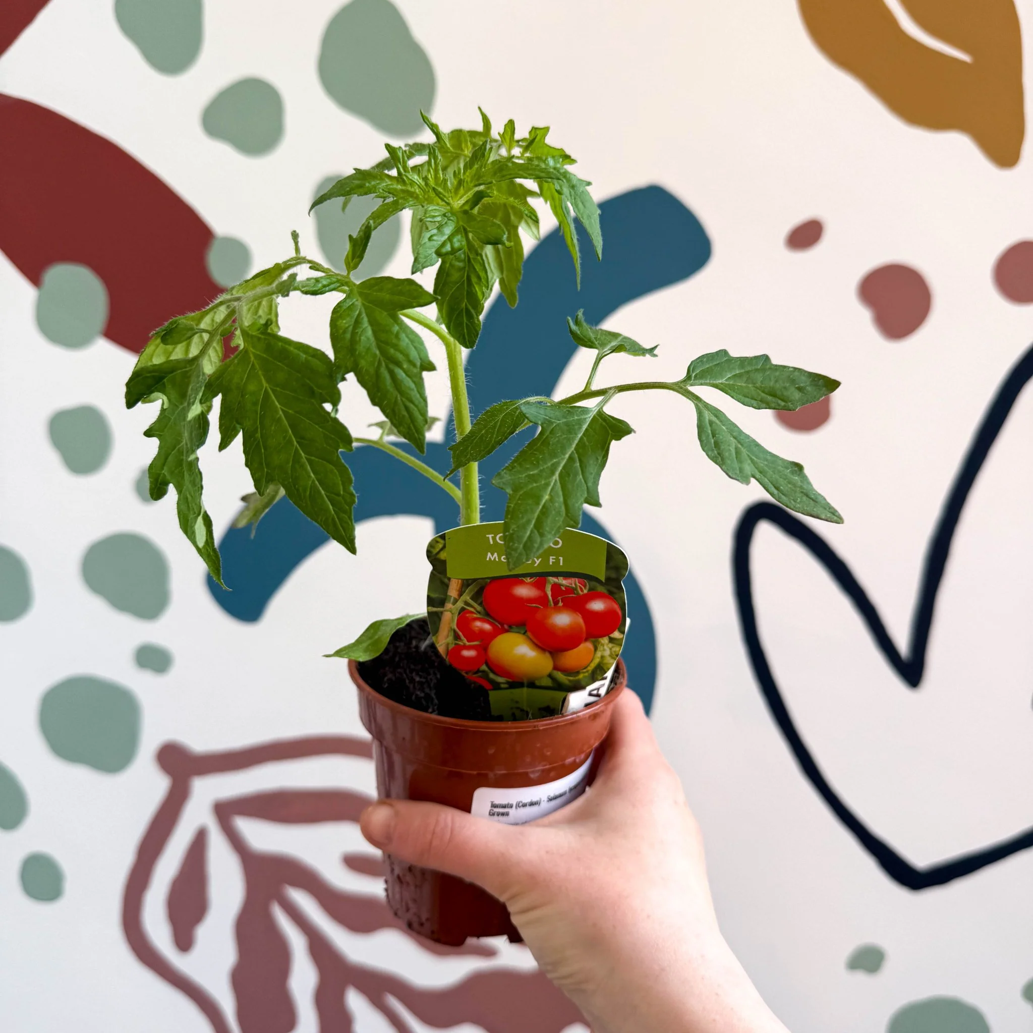Tomato (Cordon) - Solanum lycopersicum 'Maisey' - British Grown