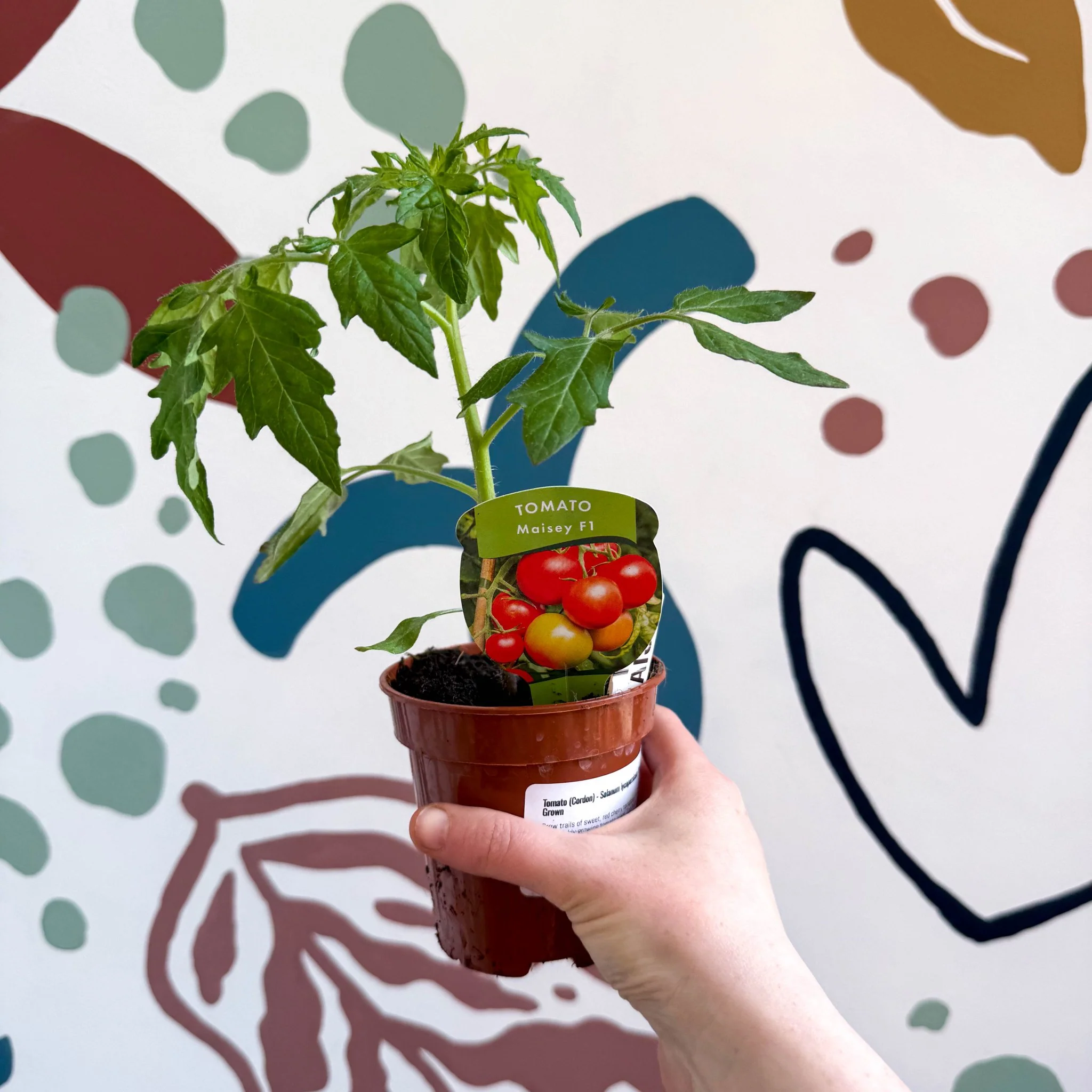 Tomato (Cordon) - Solanum lycopersicum 'Maisey' - British Grown - Image 3