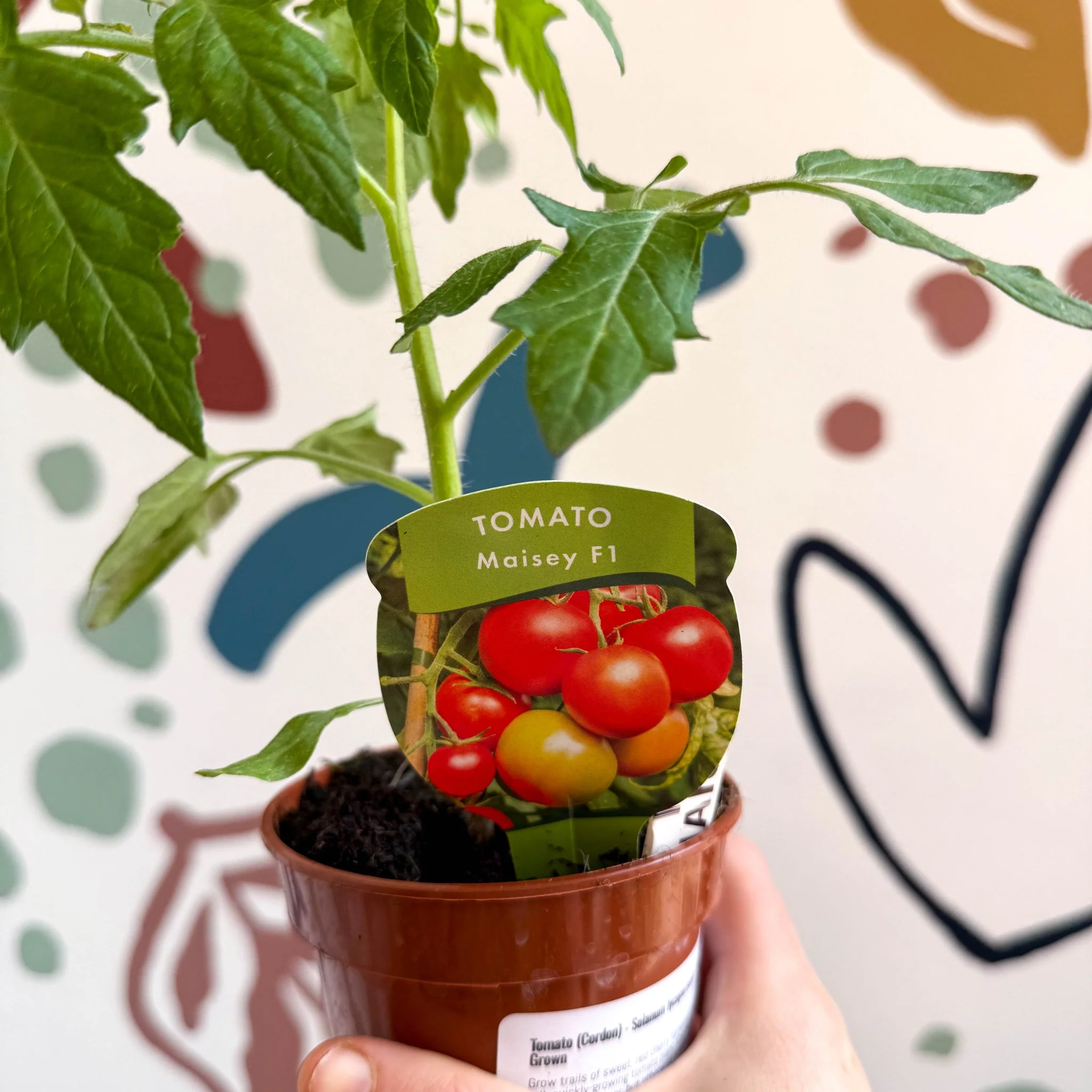 Tomato (Cordon) - Solanum lycopersicum 'Maisey' - British Grown - Image 4