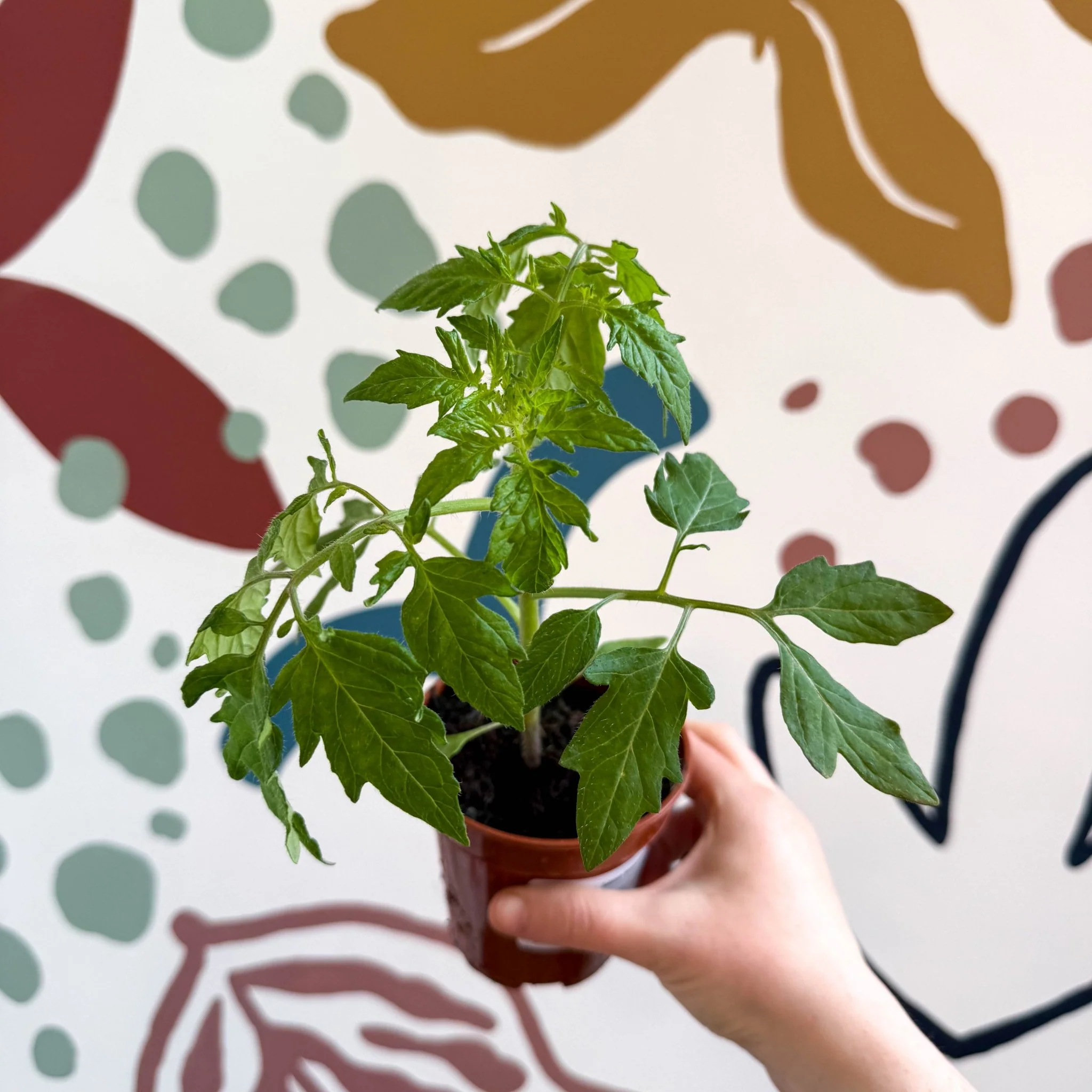 Tomato (Cordon) - Solanum lycopersicum 'Maisey' - British Grown - Image 6